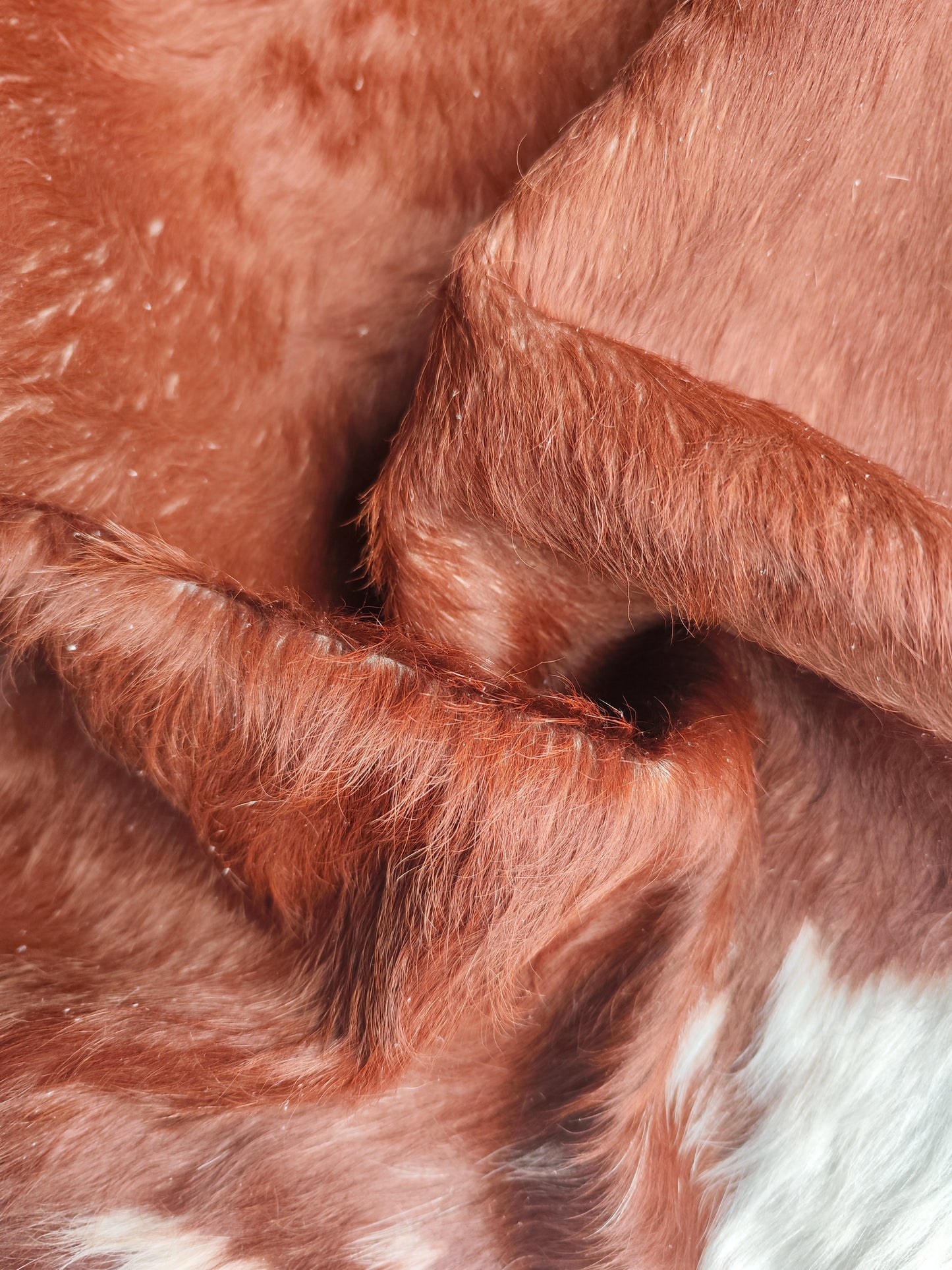 Tapete Bovino Natural Vermelho e Branco Hereford Linha Premium I VB823 I 1,86x1,84m