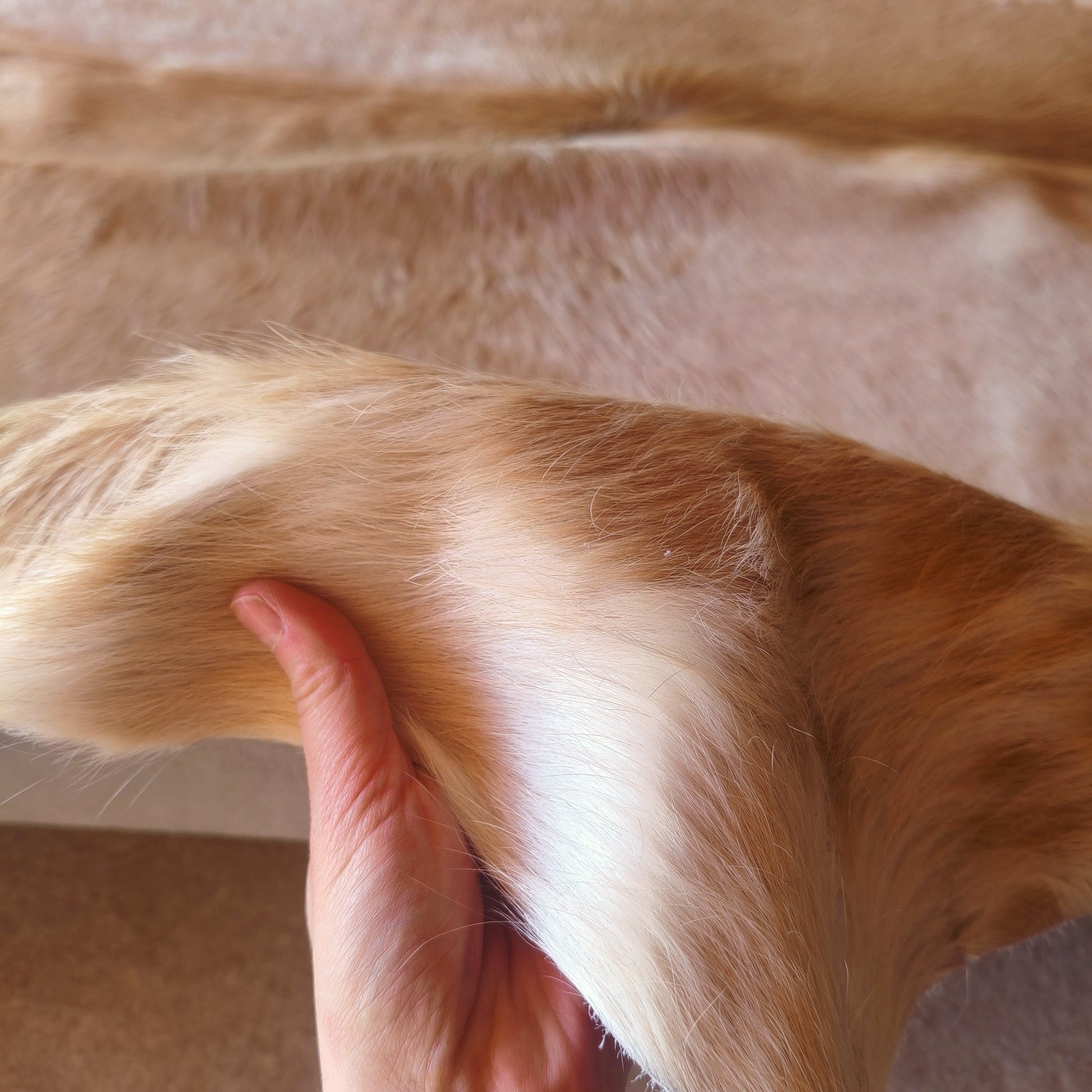 Tapete de couro de boi bege e branco BB959 — foto real 3