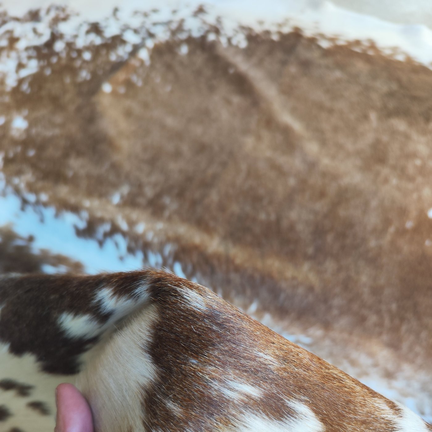 Tapete de pele de boi Exótico Marrom e Branco EXC863 — close no padrão do couro