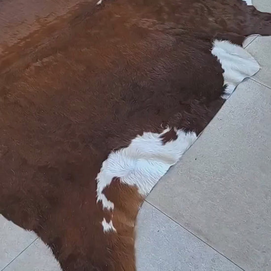 Tapete Bovino Vermelho e Branco I VB1017 I 2,33x2,40m em Couro Legítimo - video WB corrigido
