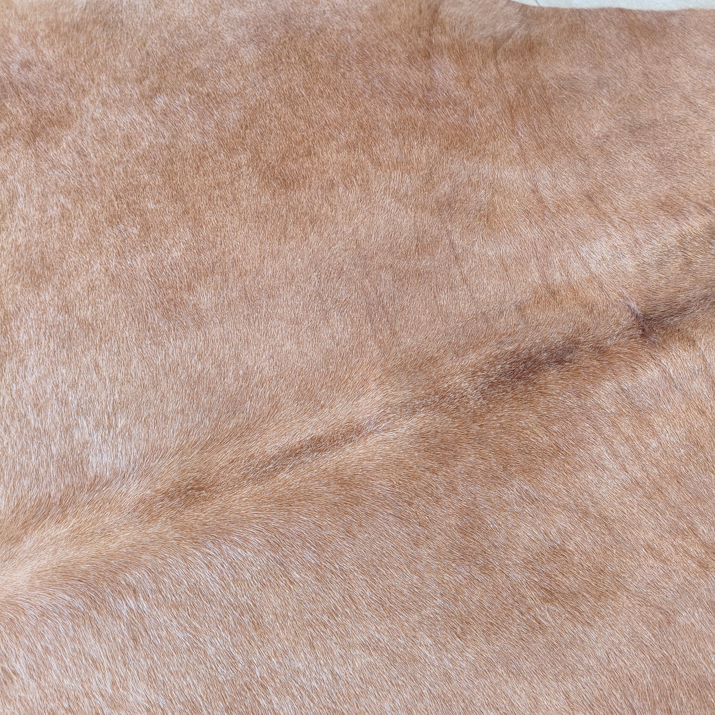 Tapete de couro de boi bege claro pelo curto BE976 — foto real 2