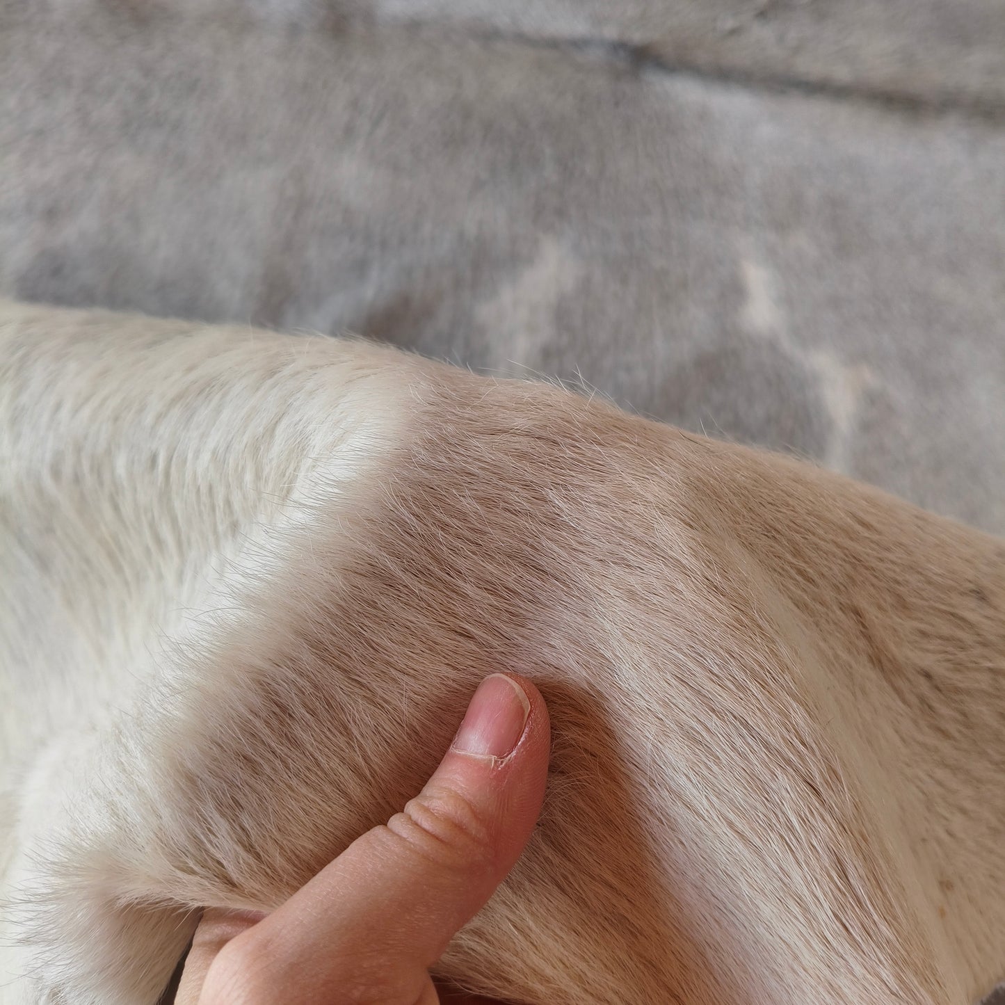 Tapete de couro de boi natural cinza e branco pelo curto macio GR1071 — foto real 3