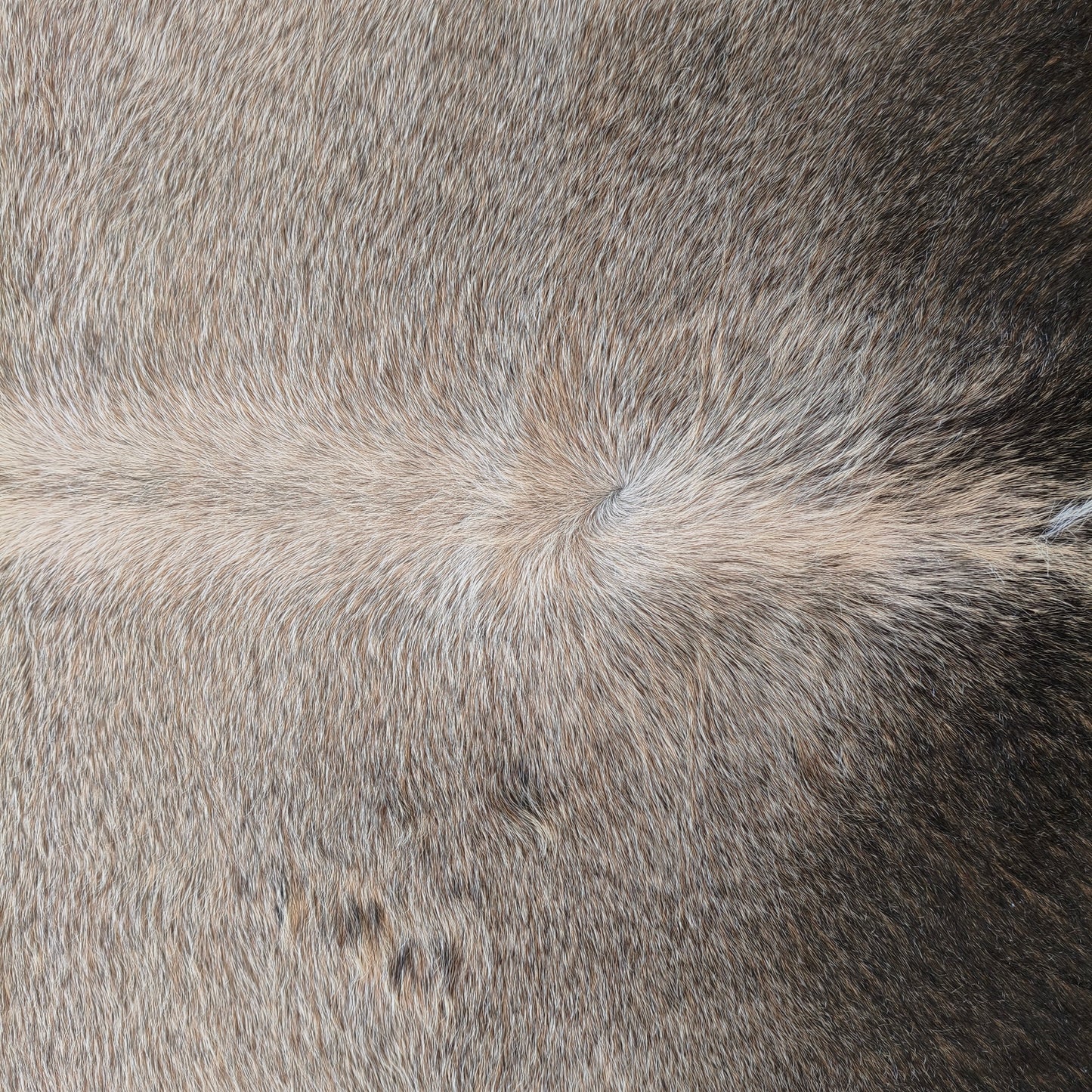 Tapete de couro de boi natural cinza e preto pelo curto macio GR1056 — foto real 2