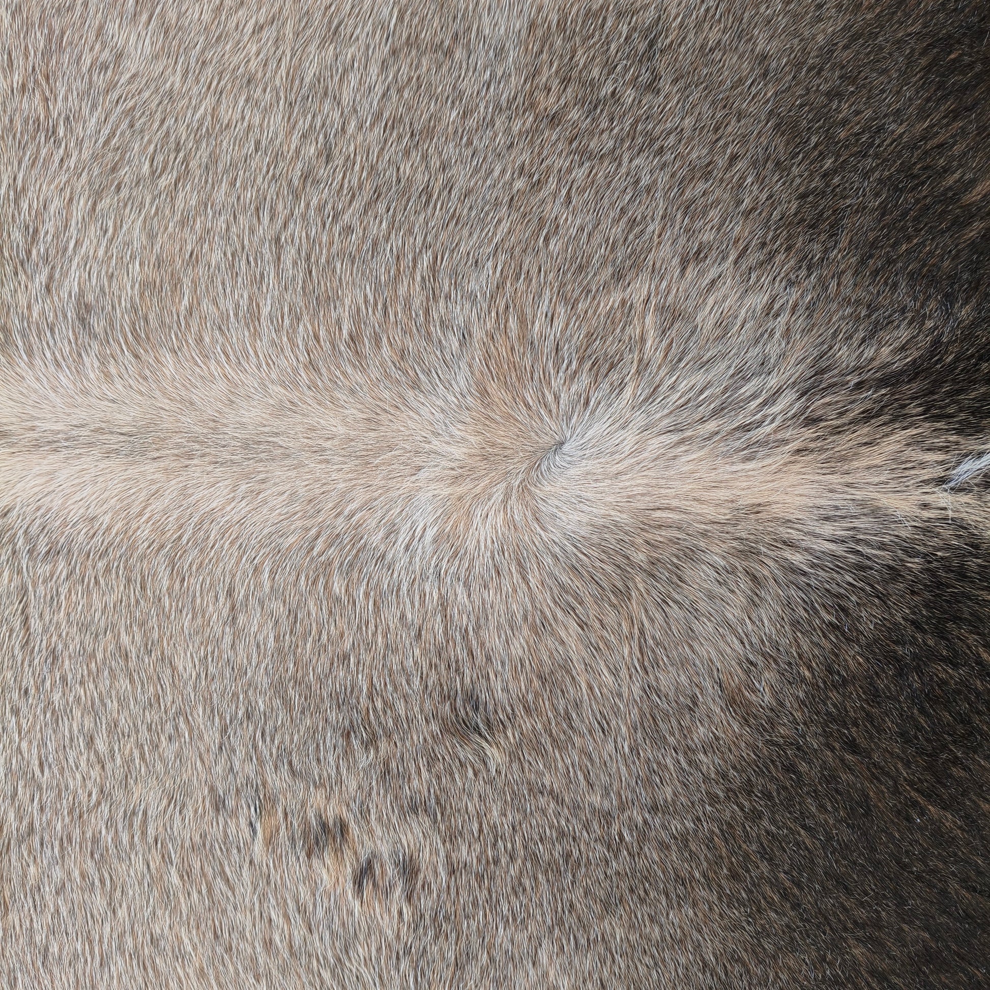 Tapete de couro de boi natural cinza e preto pelo curto macio GR1056 — foto real 2