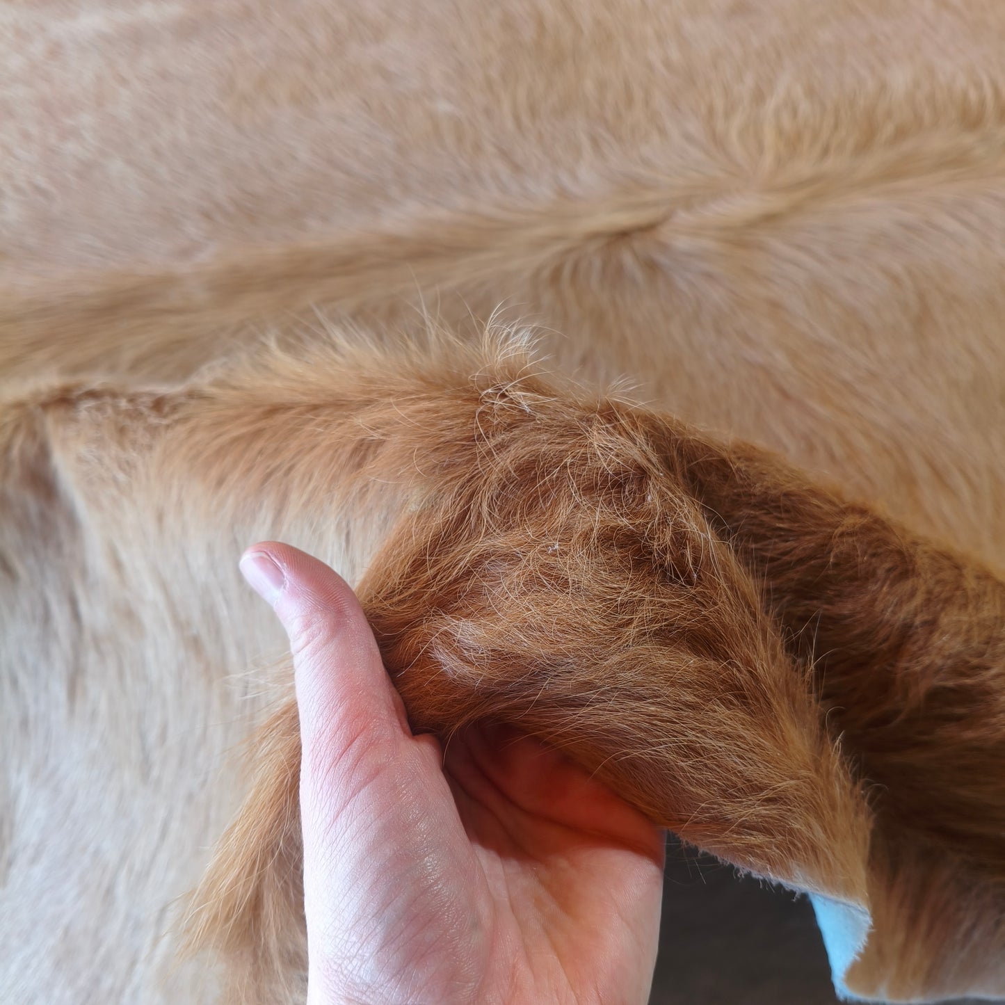 Tapete de couro de boi bege escuro pelo alto BE975 — foto real 3
