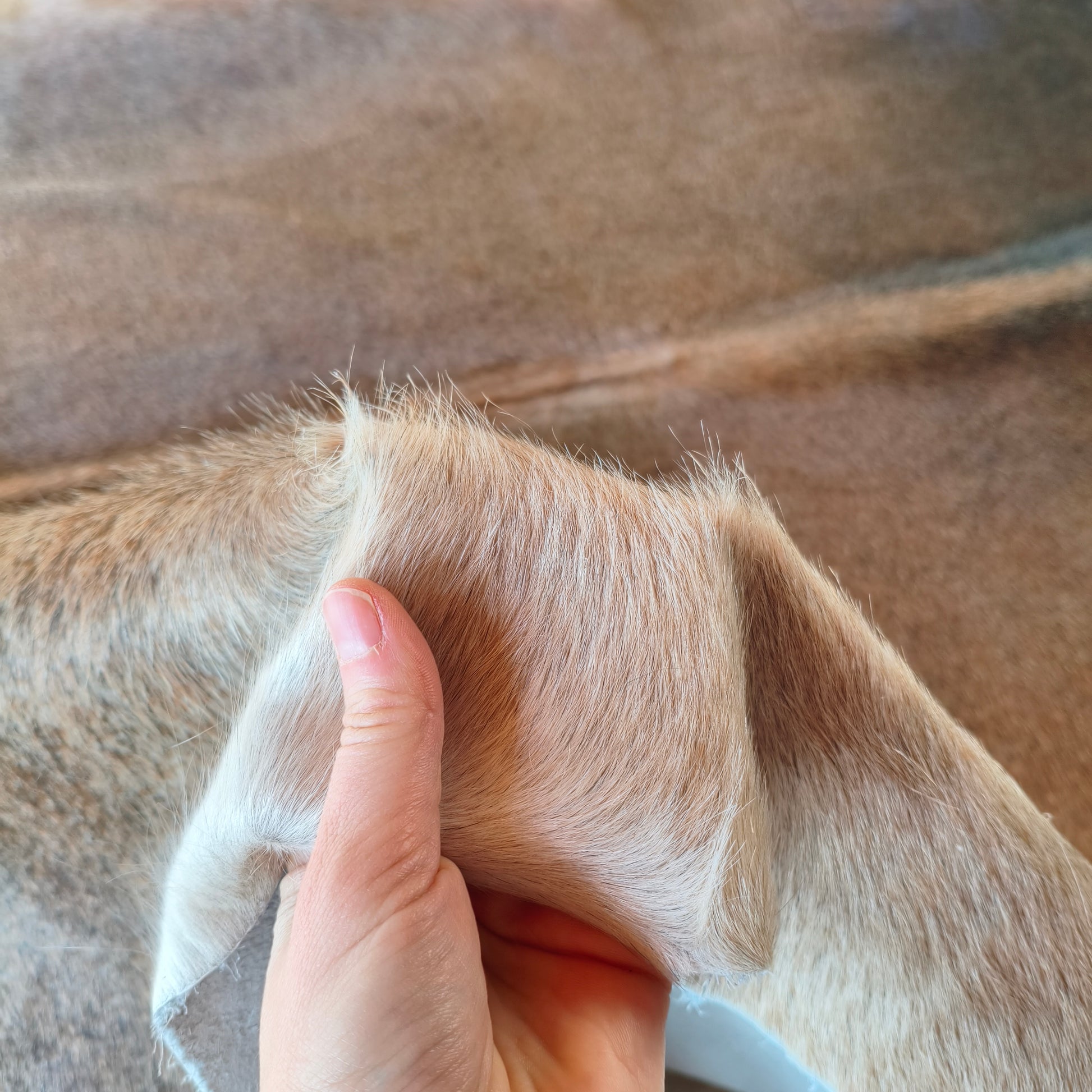 Tapete de couro de boi bege escuro e preto OSC1021 — foto real 3