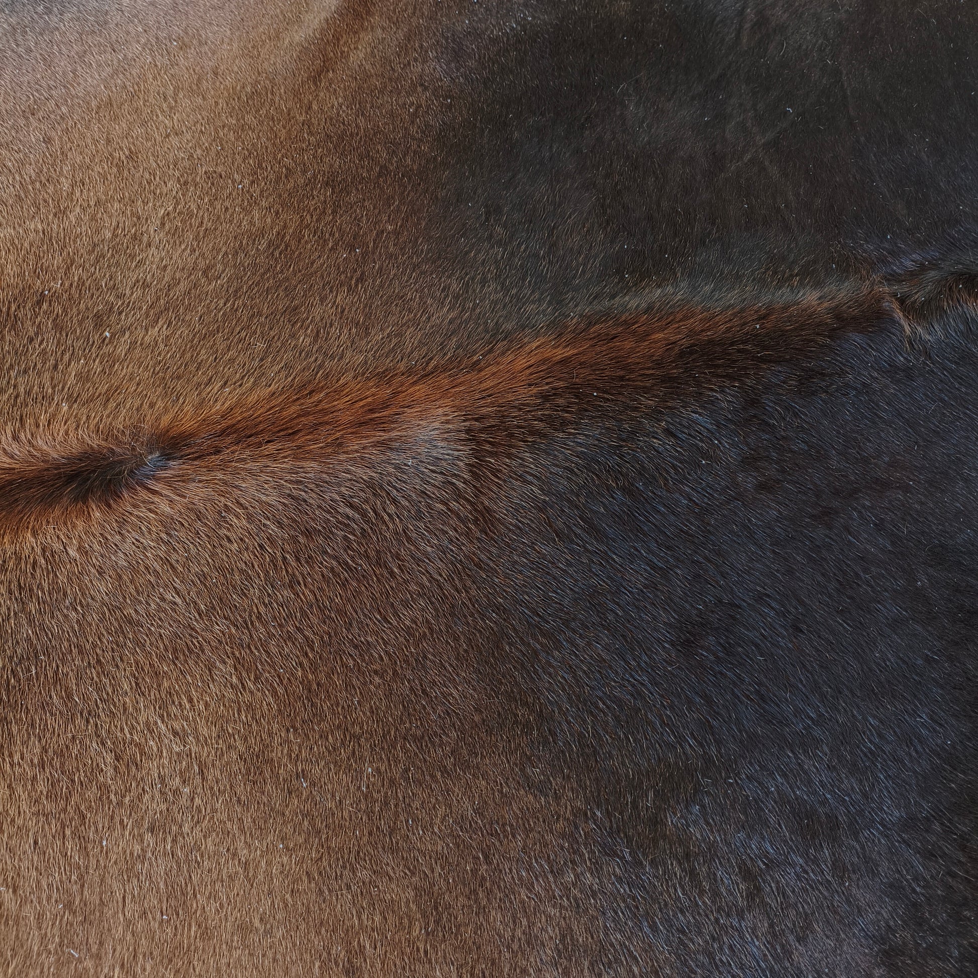 Tapete de couro de boi bege escuro OSC1023 — foto real 2