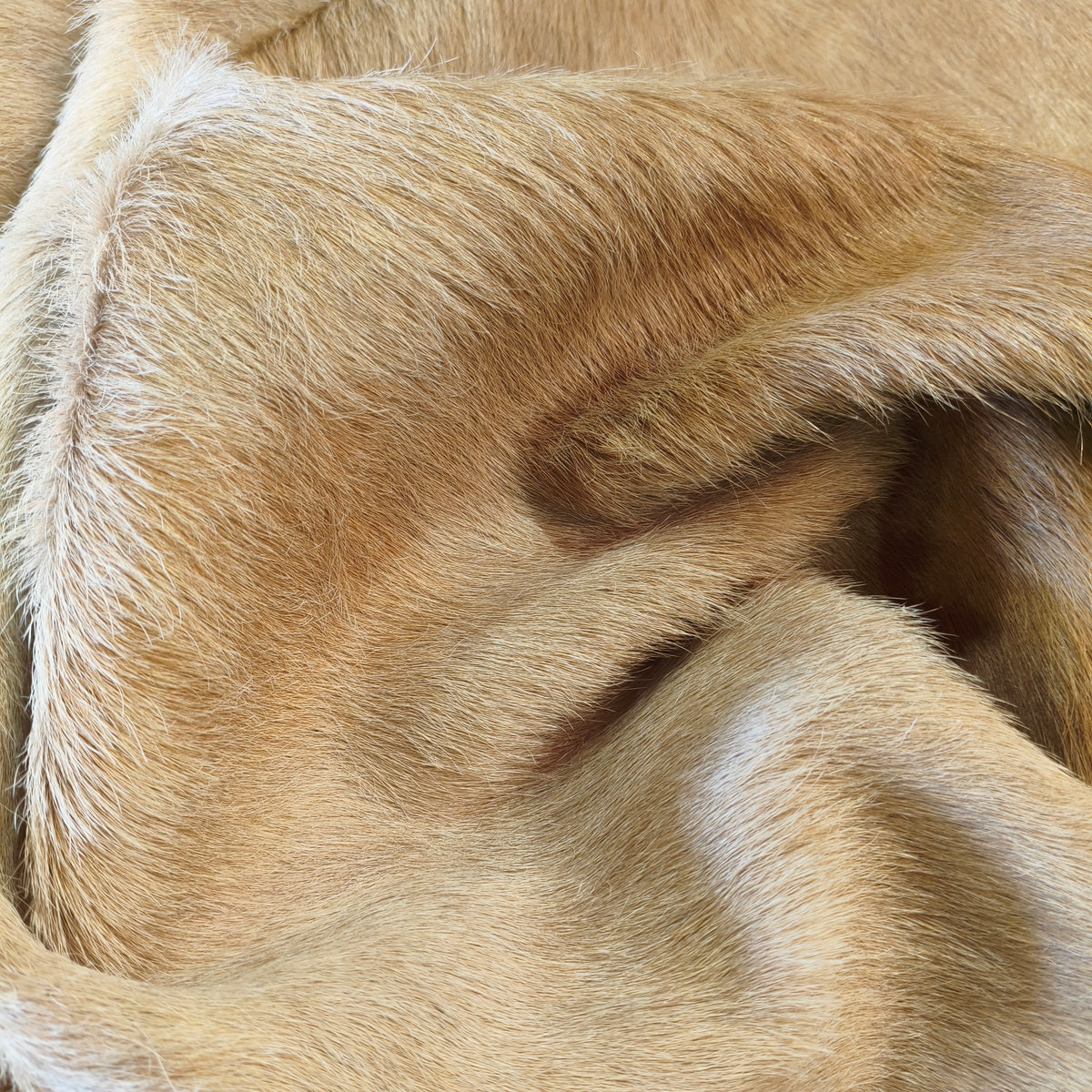Detalhe do pelo curto brilhoso, em bege dourado, do tapete BC1316