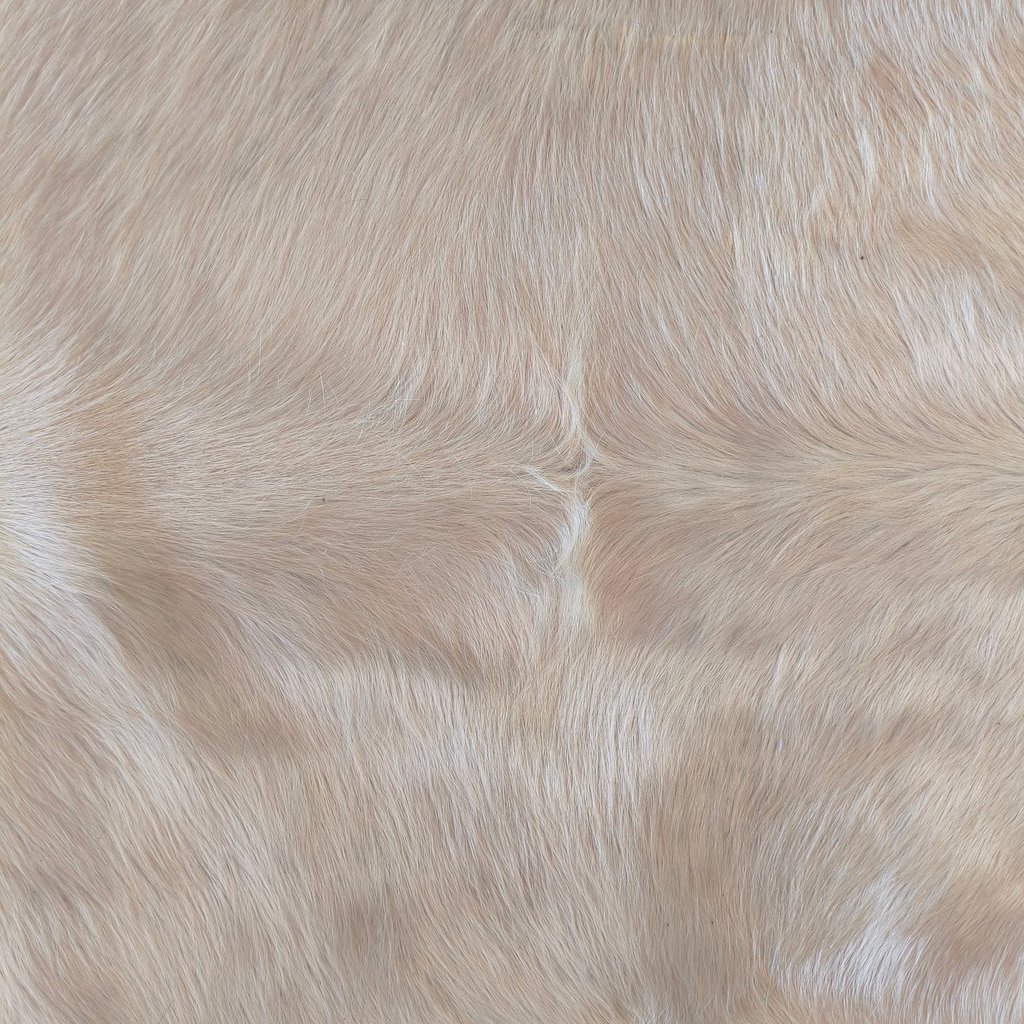 Tapete de couro de boi branco e dourado pelo curto BRA1055 — foto real 2