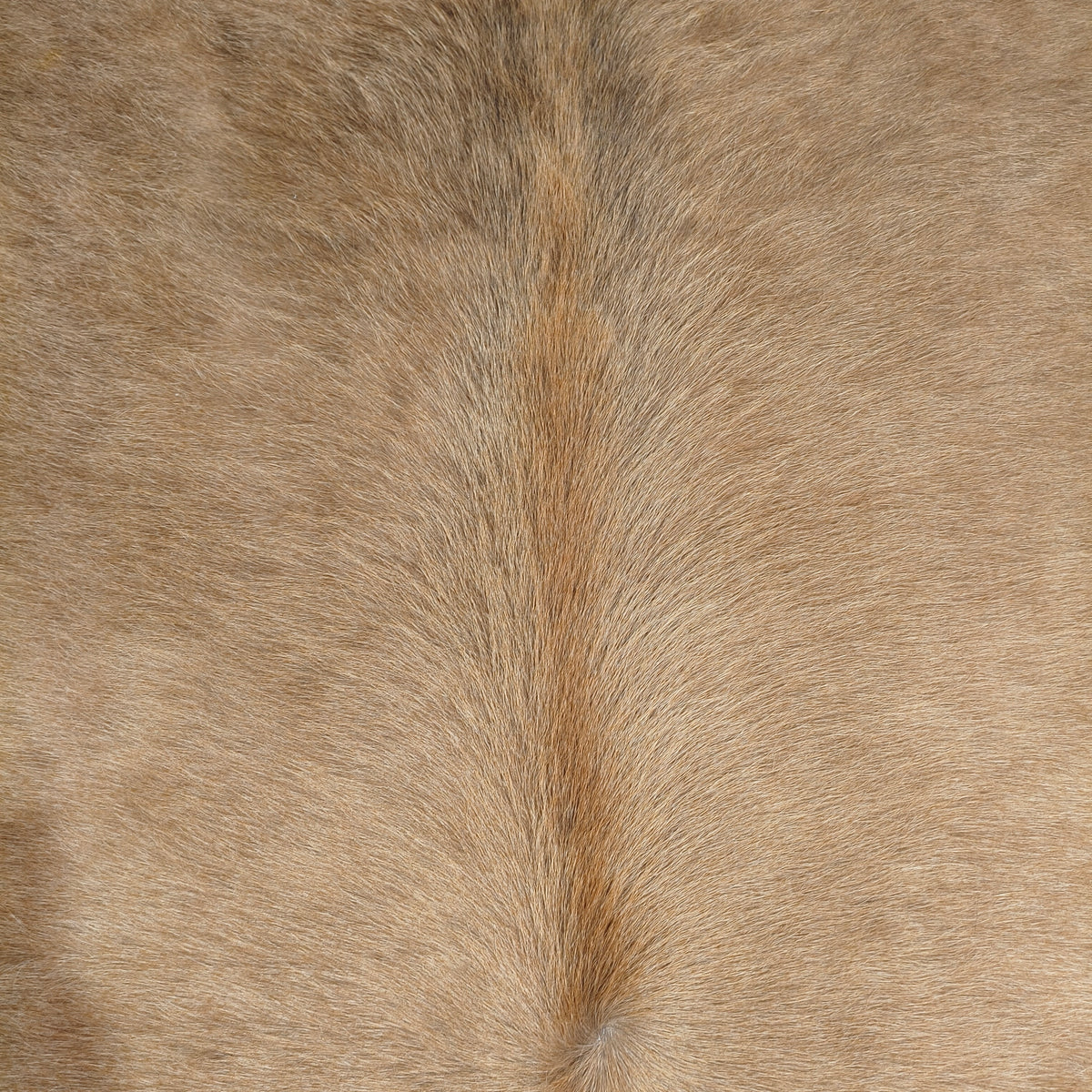 Tapete Bovino Bege e Branco Pelo Curto I BB1130 I 2,02x1,97m