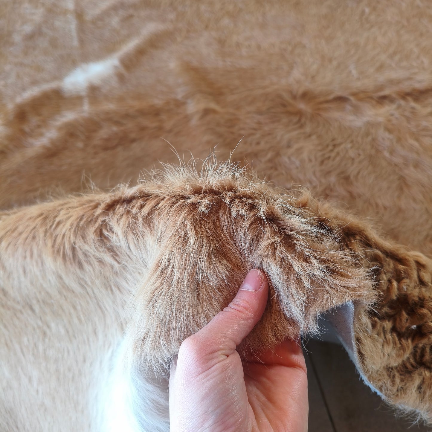 Tapete de couro de boi bege escuro pelo alto BE973 — foto real 3