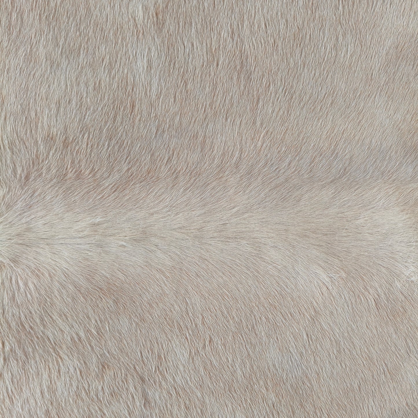 Tapete de couro de boi bege claro sedoso pelo curto BC1051 — foto real 2