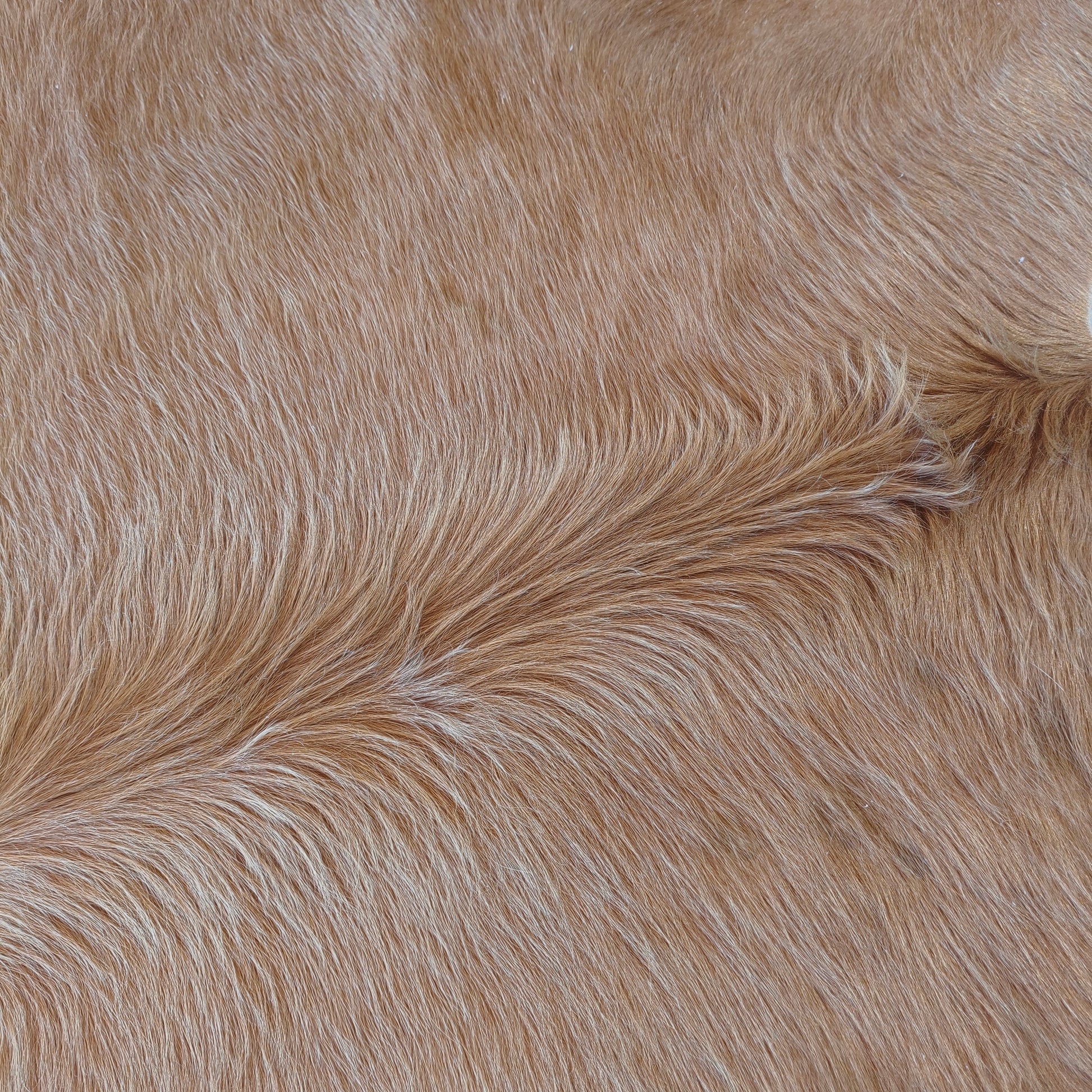 Tapete de couro de boi bege escuro pelo alto BE975 — foto real 2