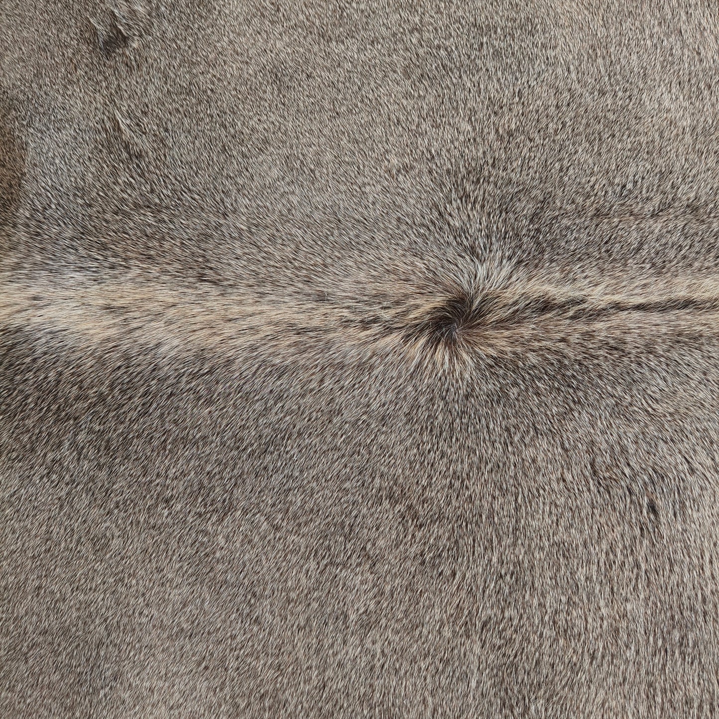 Tapete de couro de boi natural cinza e branco pelo curto macio GR1036 — foto real 2