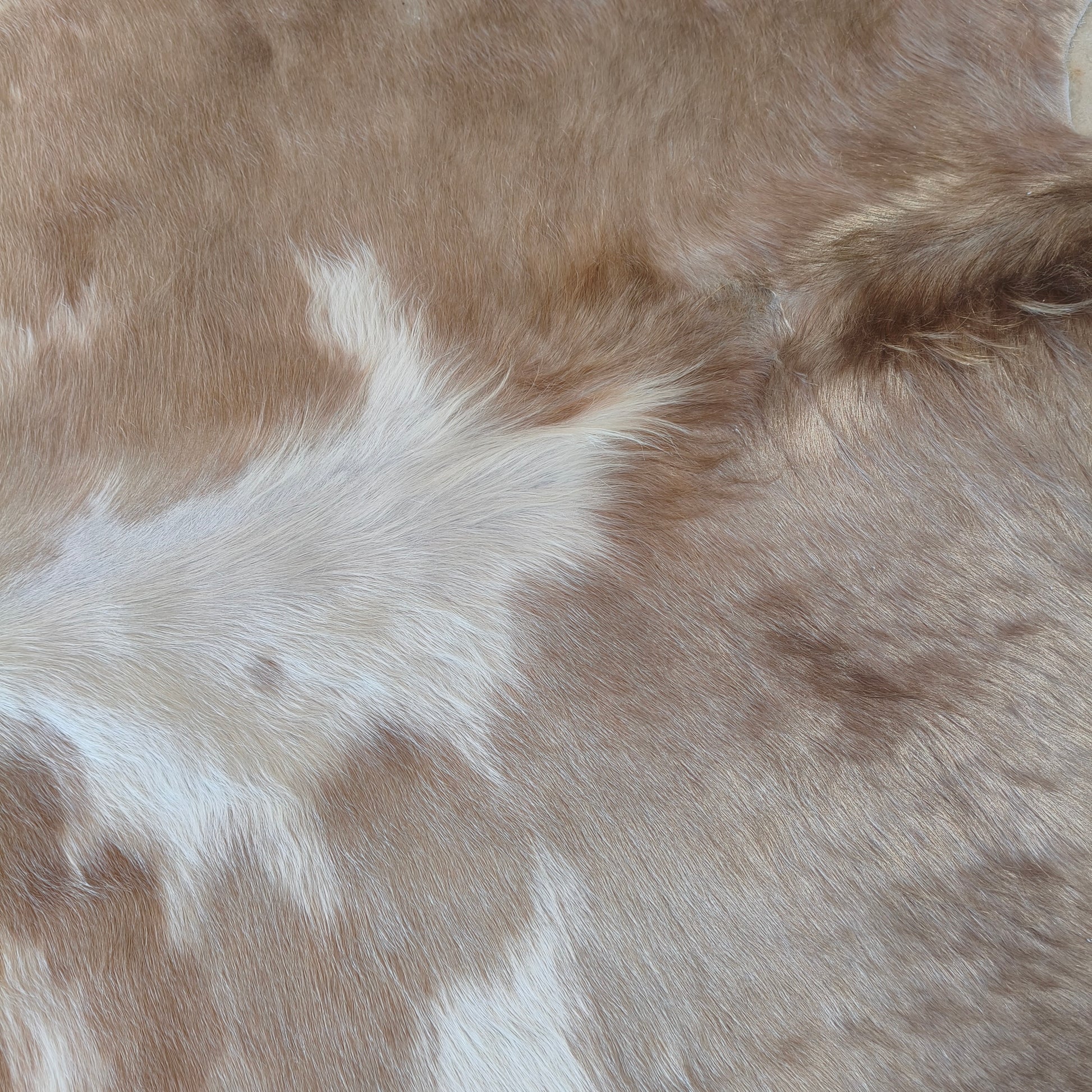 Tapete de couro de boi bege e branco brilhoso BC983 — foto real 2