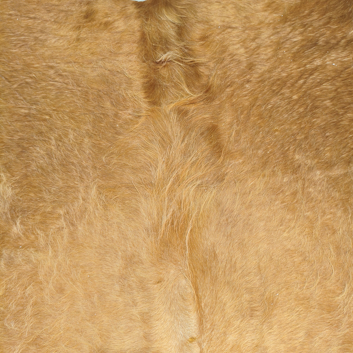 Textura do pelo dourado do tapete bovino bege escuro BE1333