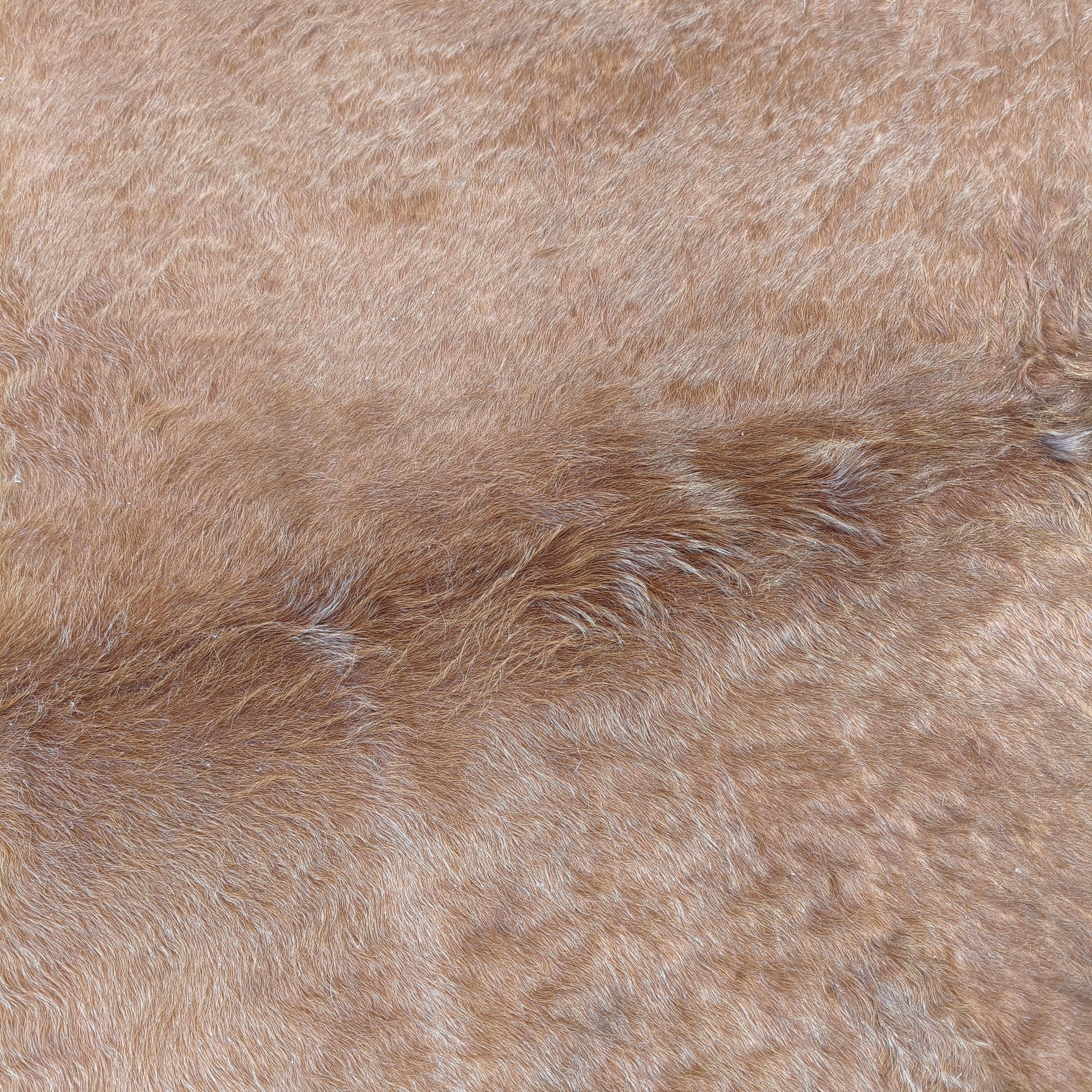Tapete de couro de boi marrom gold BE977 — foto real 2