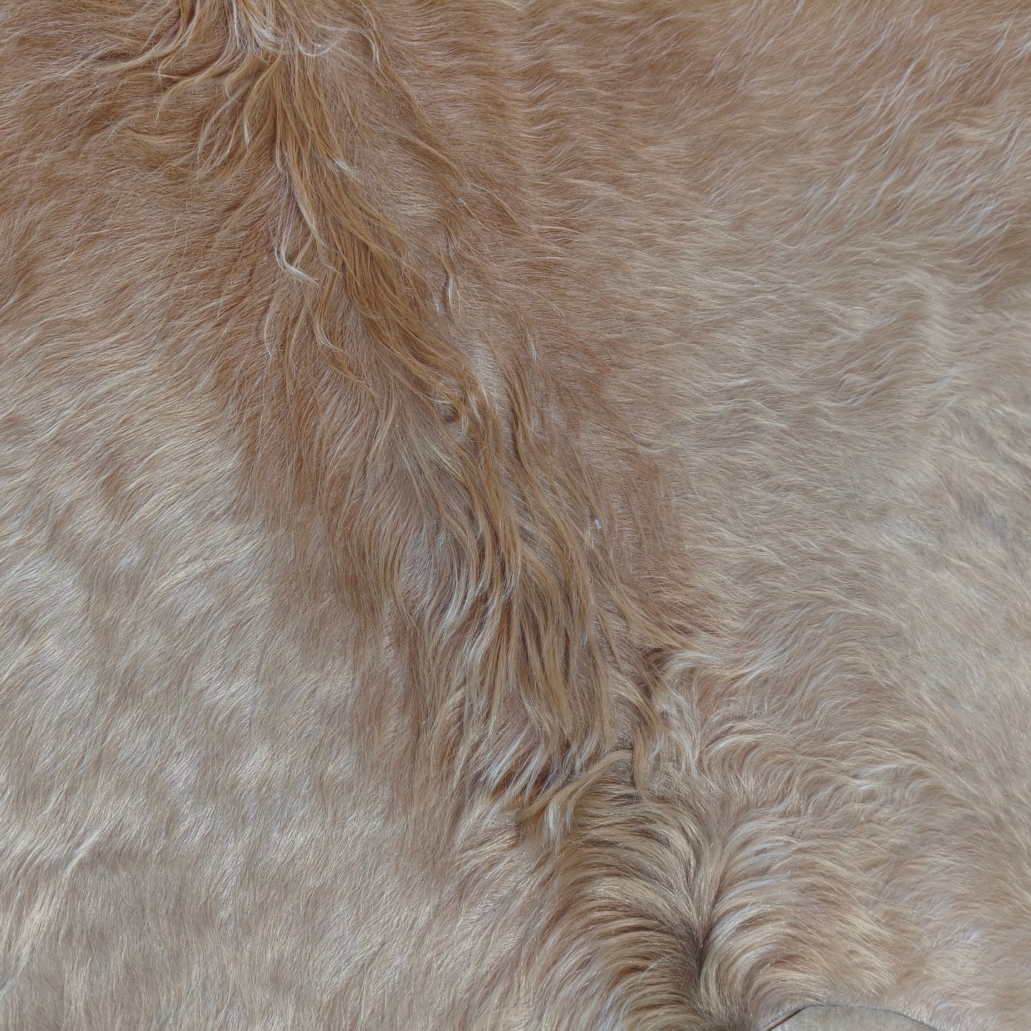Tapete de couro de boi bege claro pelo alto BC989 — foto real 2