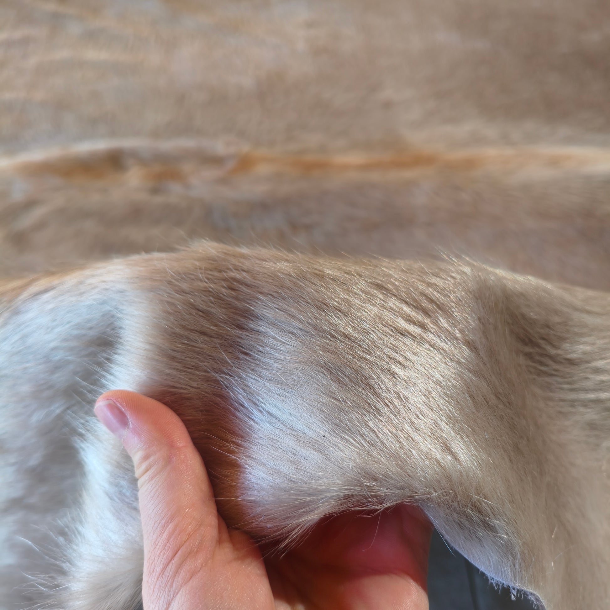 Tapete de couro de boi bege acinzentado brilhoso CH998 — foto real 3