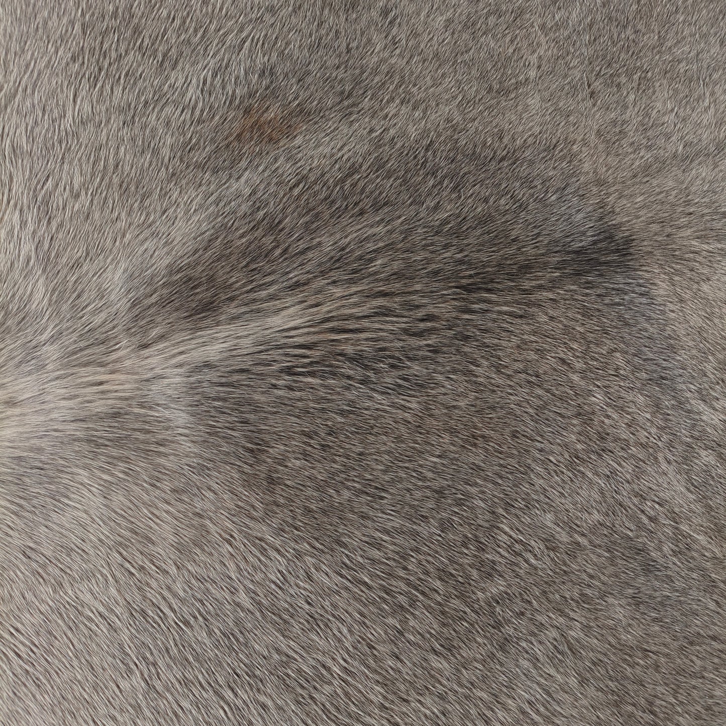 Tapete de couro de boi natural cinza e branco pelo curto macio GR1048 — foto real 2