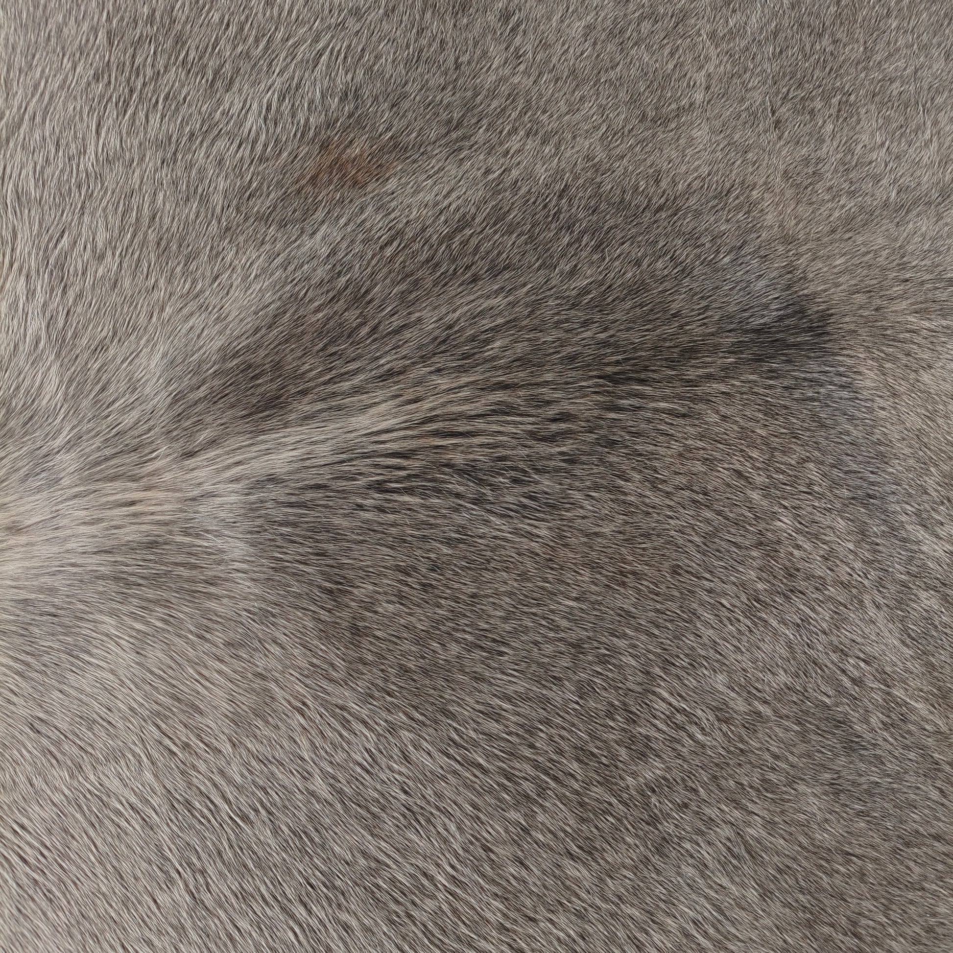 Tapete de couro de boi natural cinza e branco pelo curto macio GR1048 — foto real 2