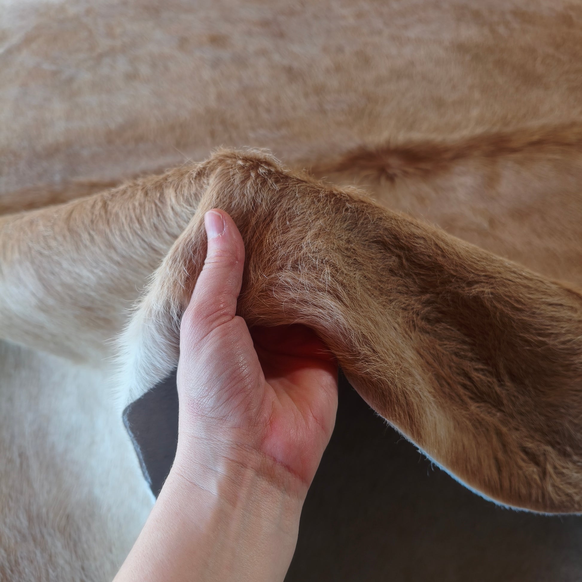 Tapete de couro de boi bege claro BC984 — foto real 3