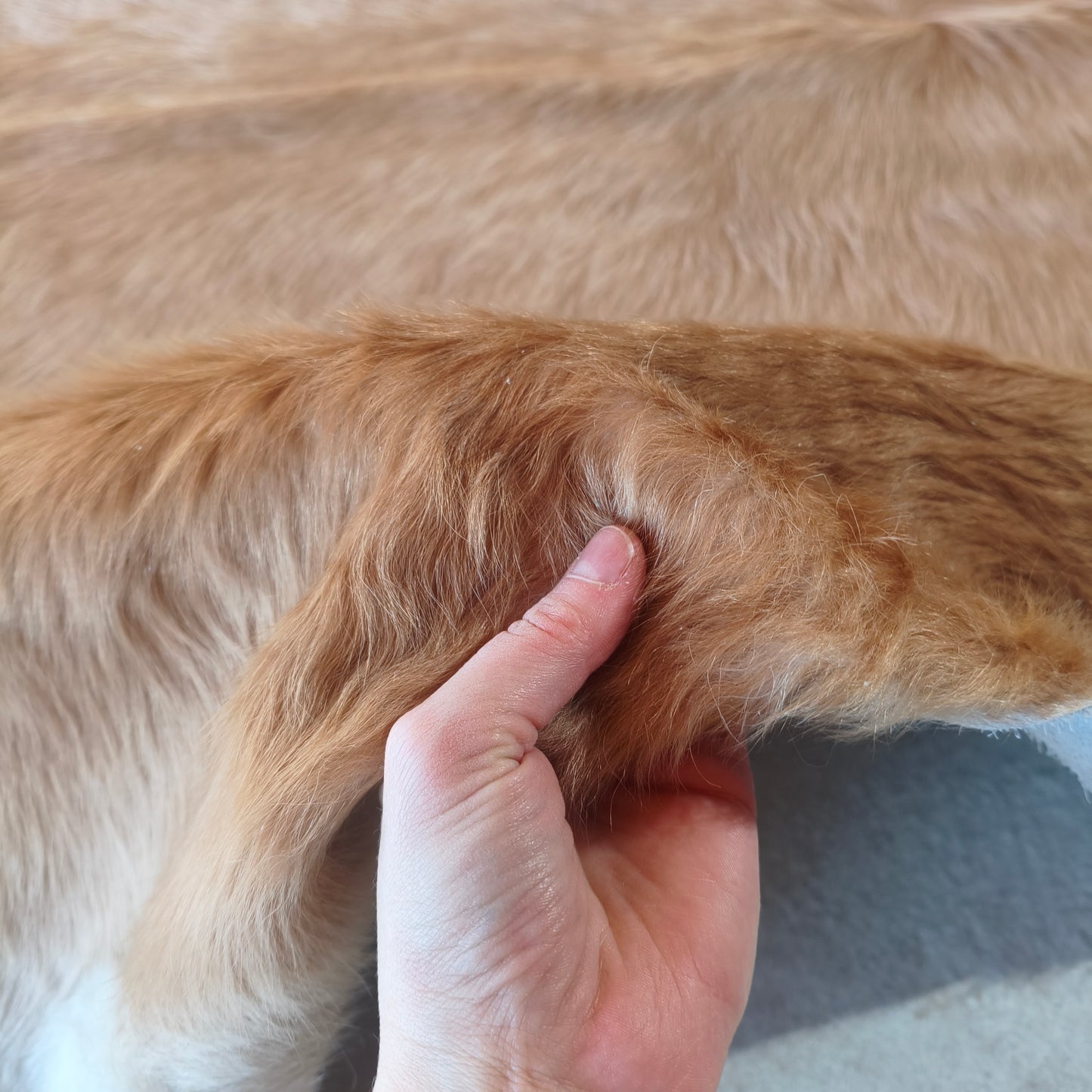 Tapete de couro de boi bege e branco brilhoso BC981 — foto real 3