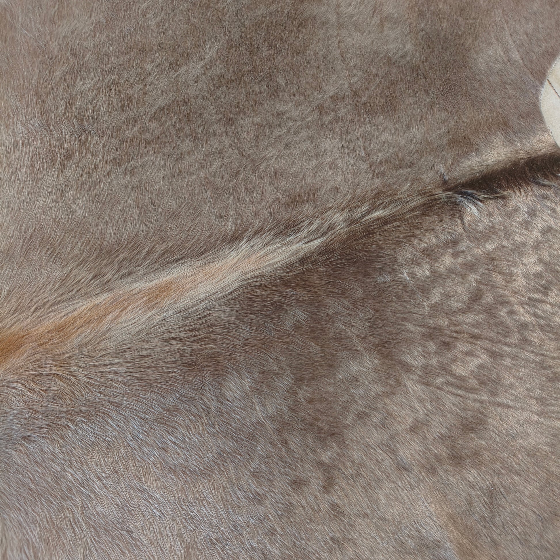 Tapete de couro de boi bege acinzentado brilhoso CH998 — foto real 2