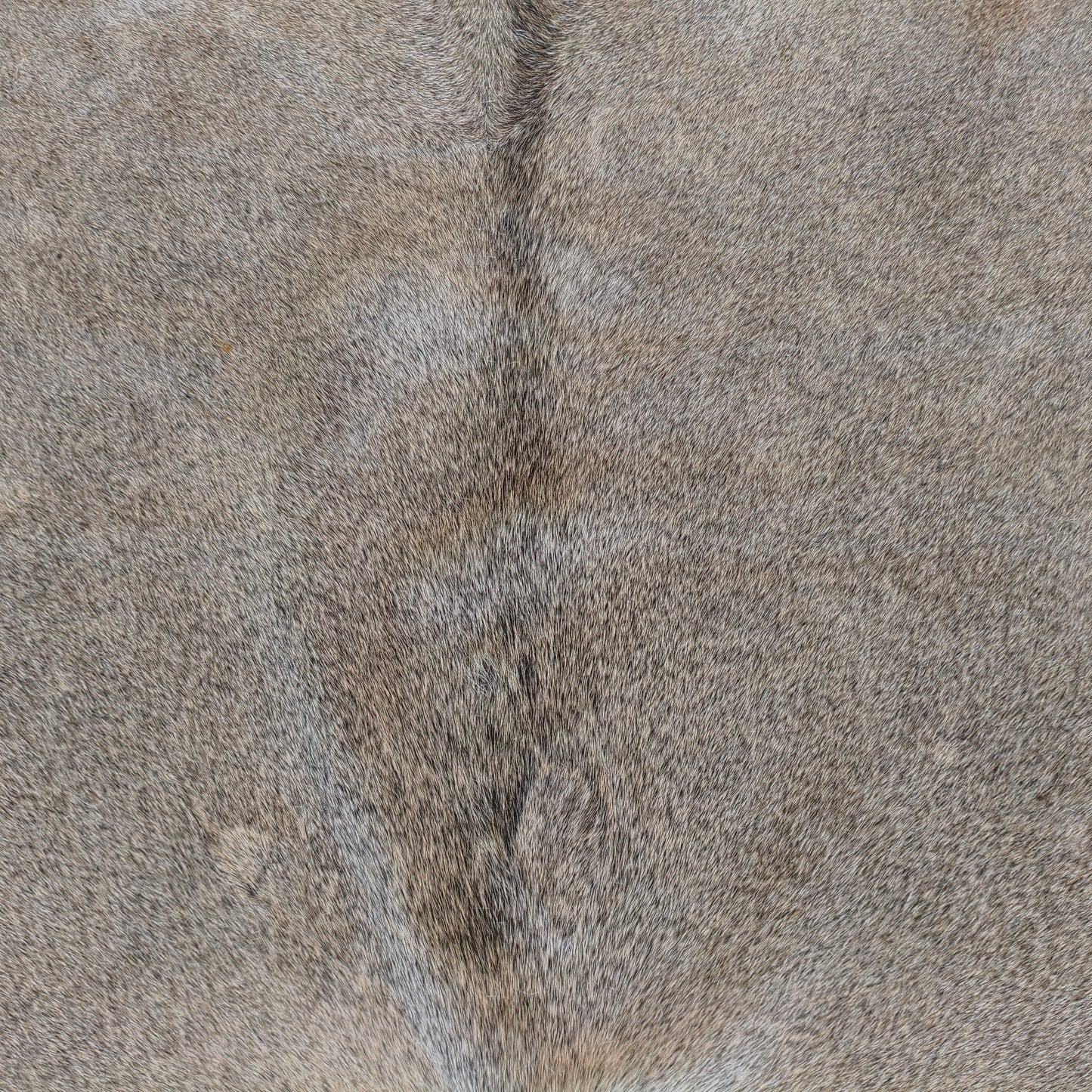 Tapete de couro de boi natural cinza pelo curto GR1059 — foto real 2