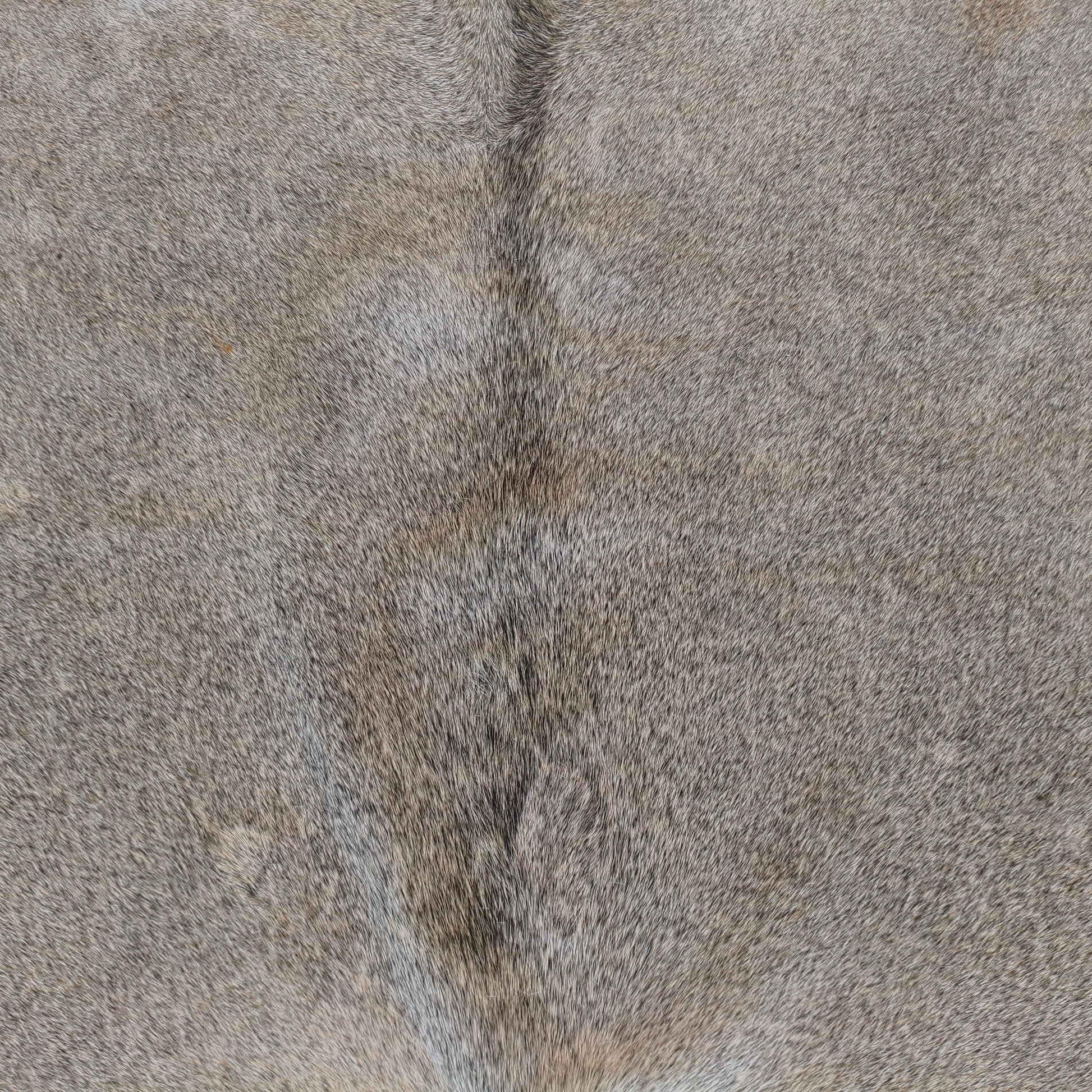 Tapete de couro de boi natural cinza pelo curto GR1059 — foto real 2