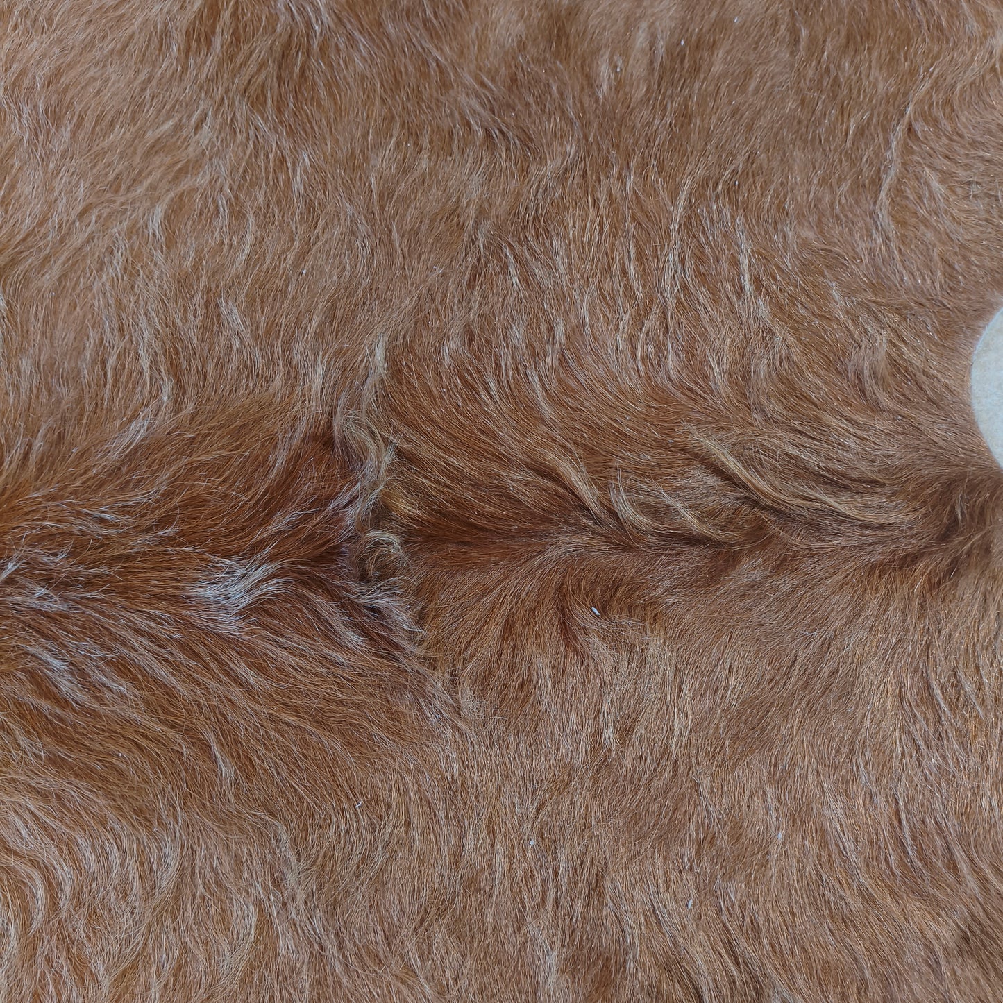Tapete de couro de boi bege e branco BB966 — foto real 2