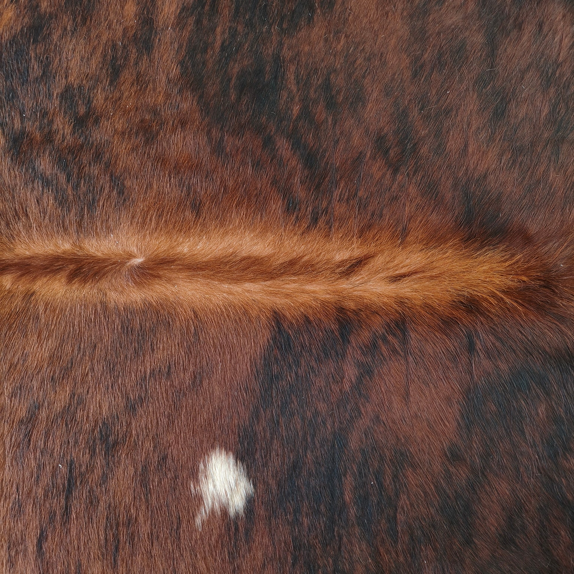 Tapete de couro de boi natural brazino escuro BZE1079 — foto real 2
