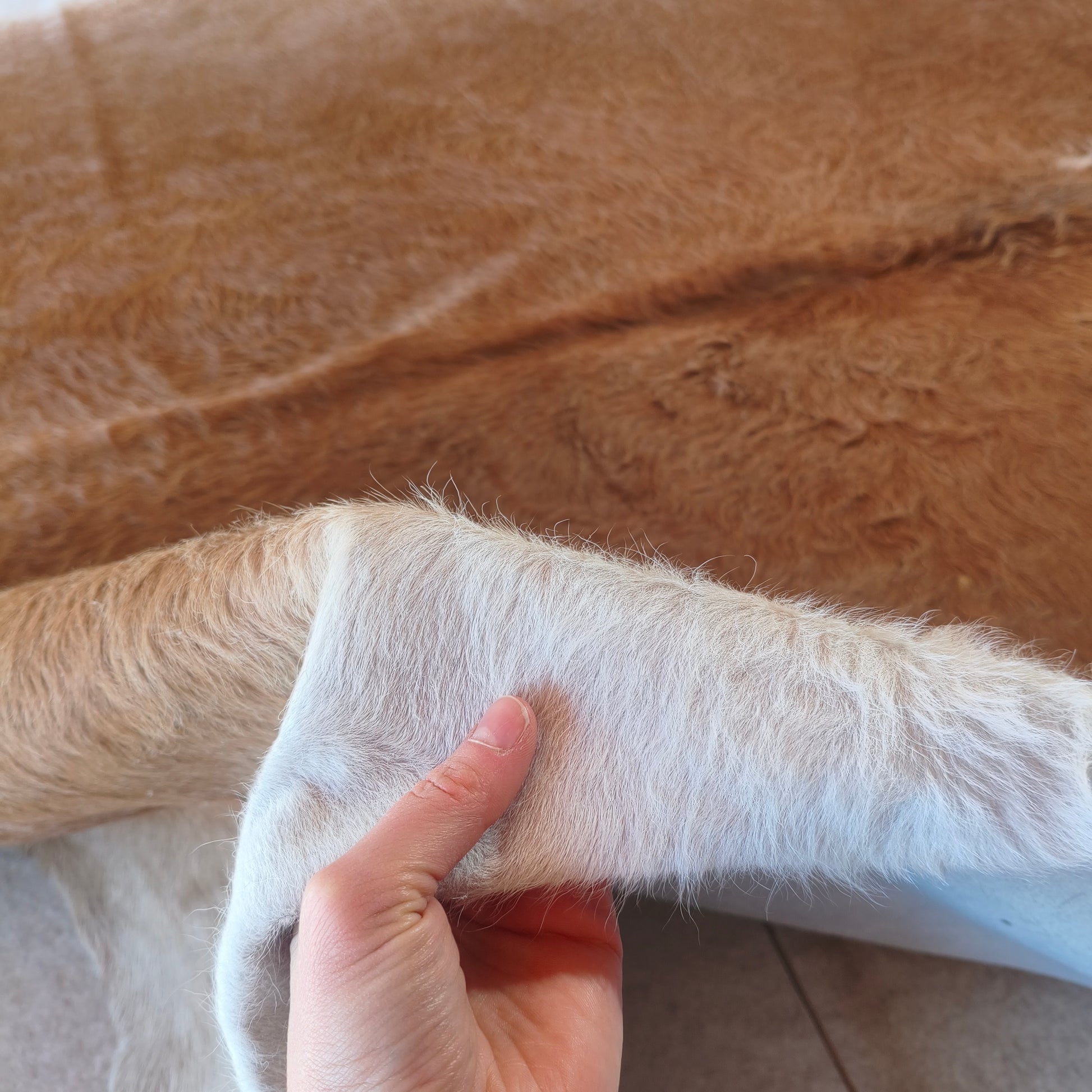 Tapete de couro de boi bege escuro pelo curto BE972 — foto real 3