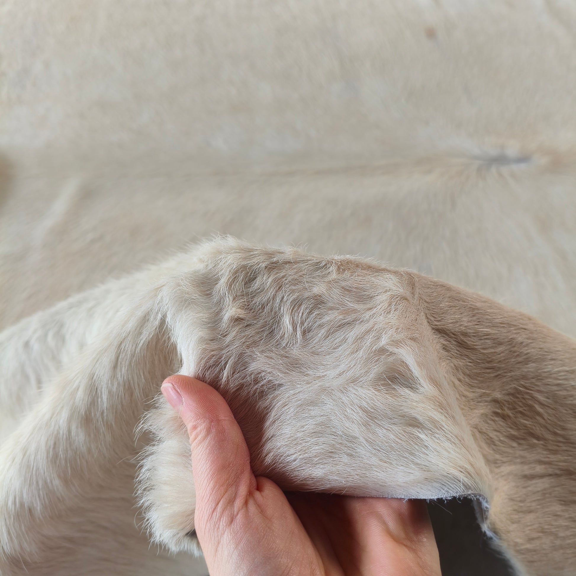 Tapete de couro de boi branco pelo curto BRA1046 — foto real 3