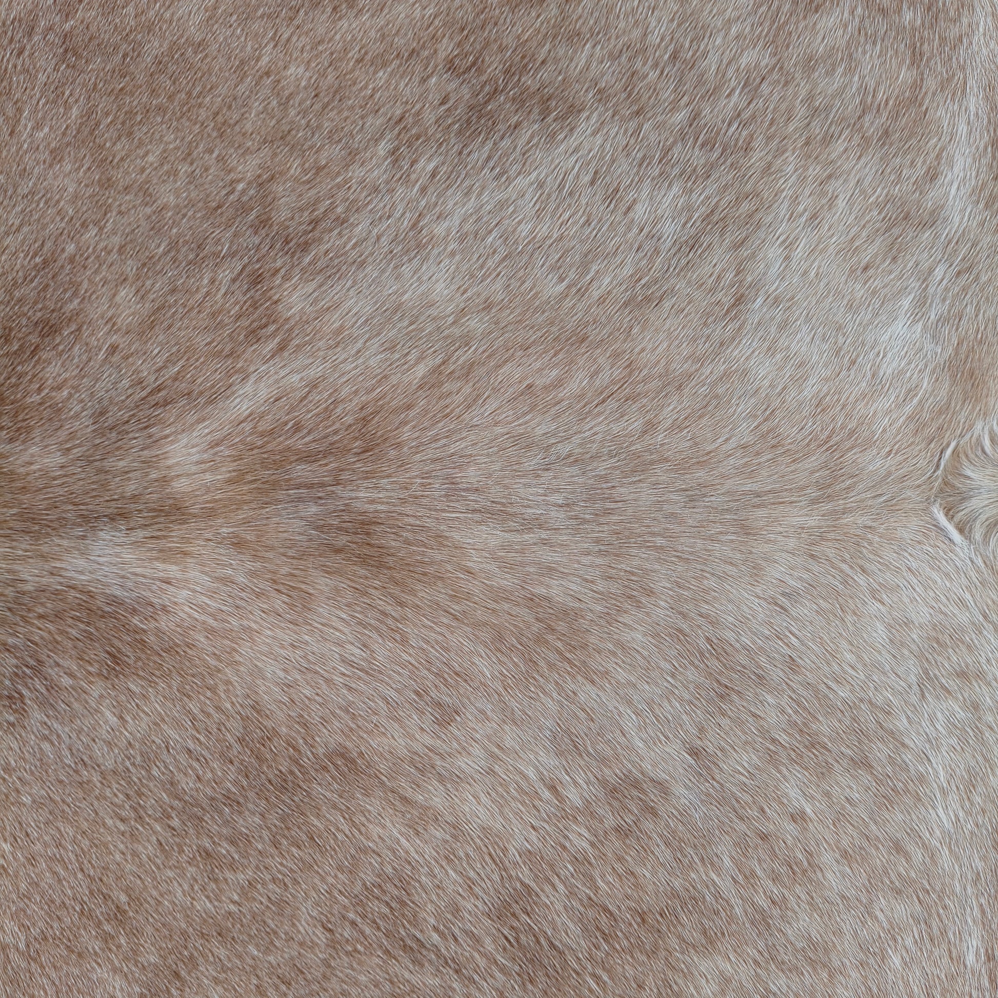 Tapete de couro de boi bege claro BC1061 — foto real 2
