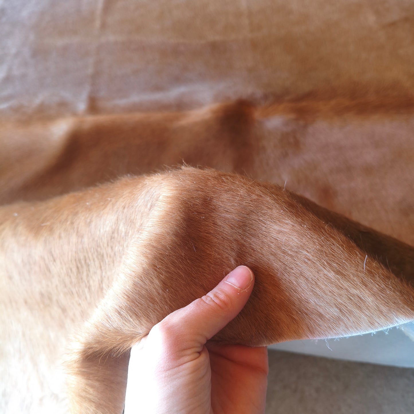 Tapete de couro de boi bege escuro pelo curto BE971 — foto real 3