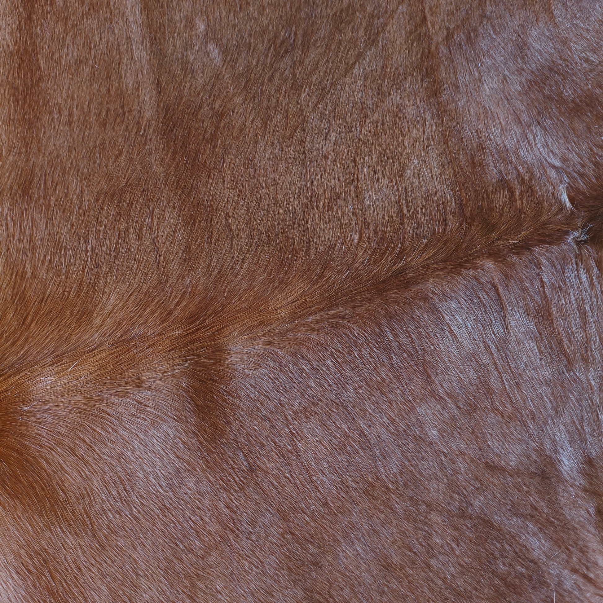 Tapete de couro de boi bege escuro pelo curto BE971 — foto real 2