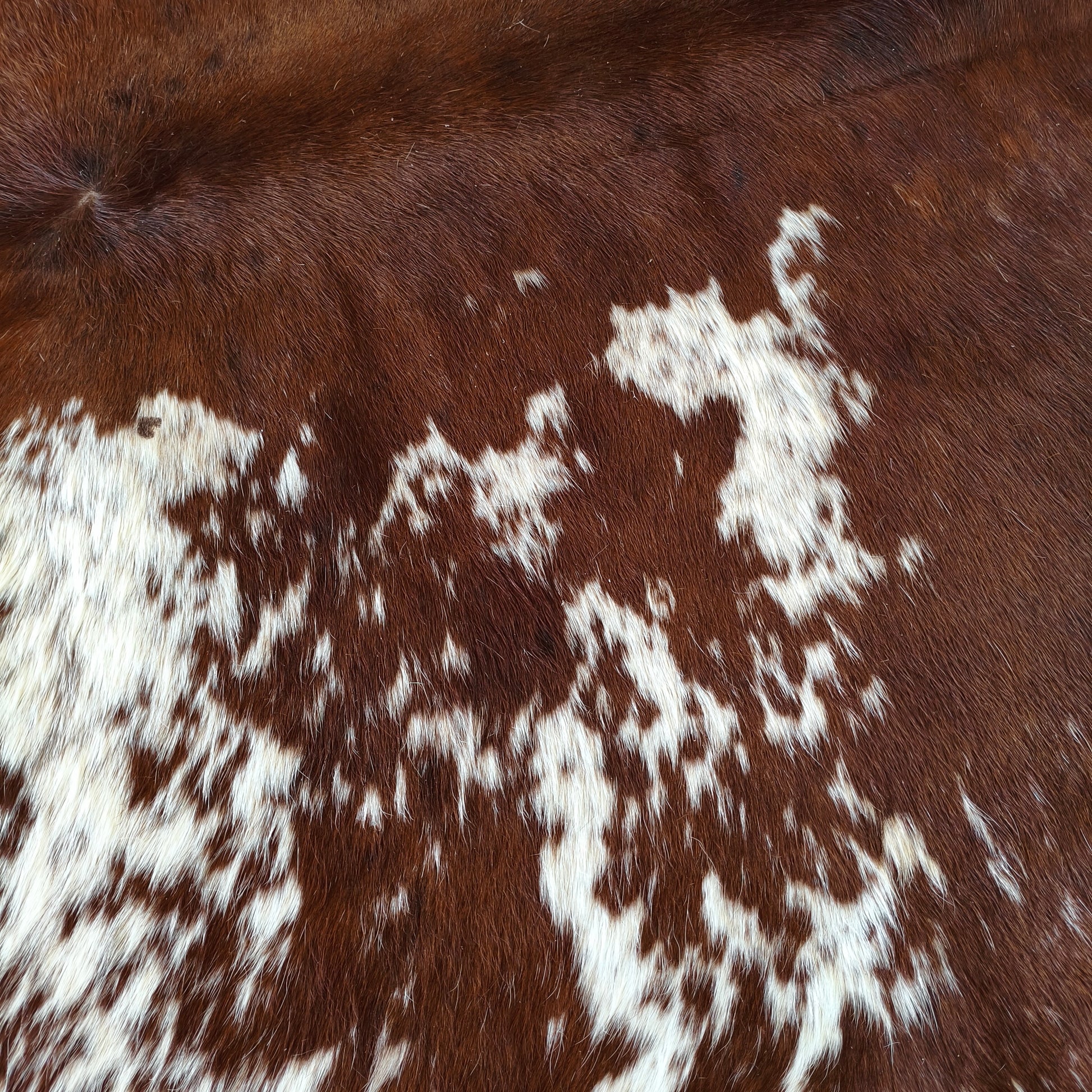 Tapete de couro de boi natural exótico cinza e branco EXC1030 — foto real 2