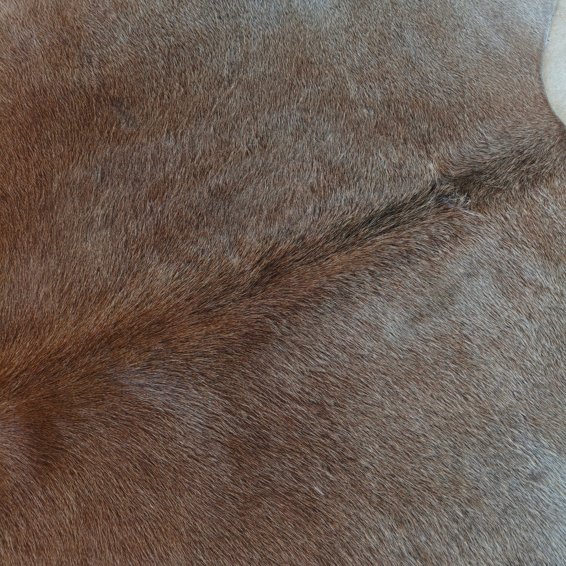 Tapete de couro de boi bege e branco BE986 — foto real 2