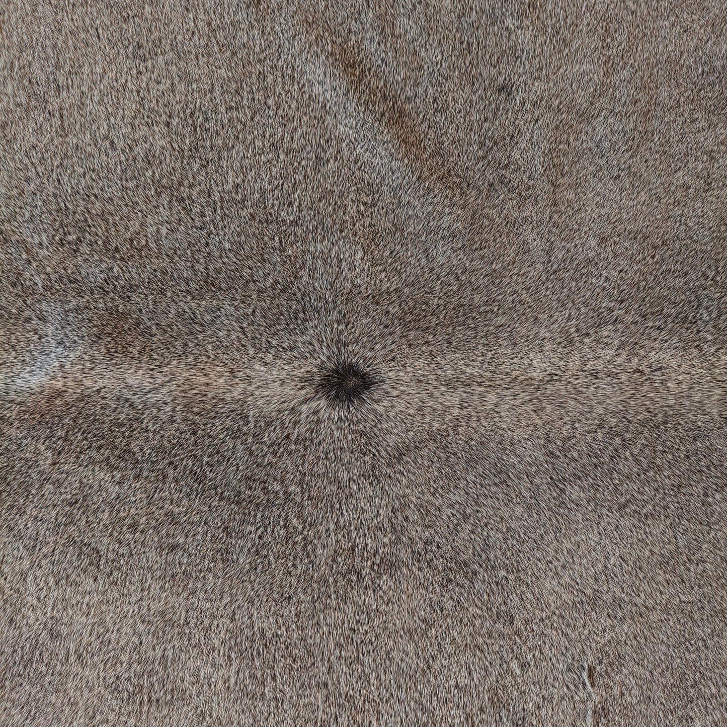 Tapete de couro de boi natural cinza pelo curto macio GR1057 — foto real 2