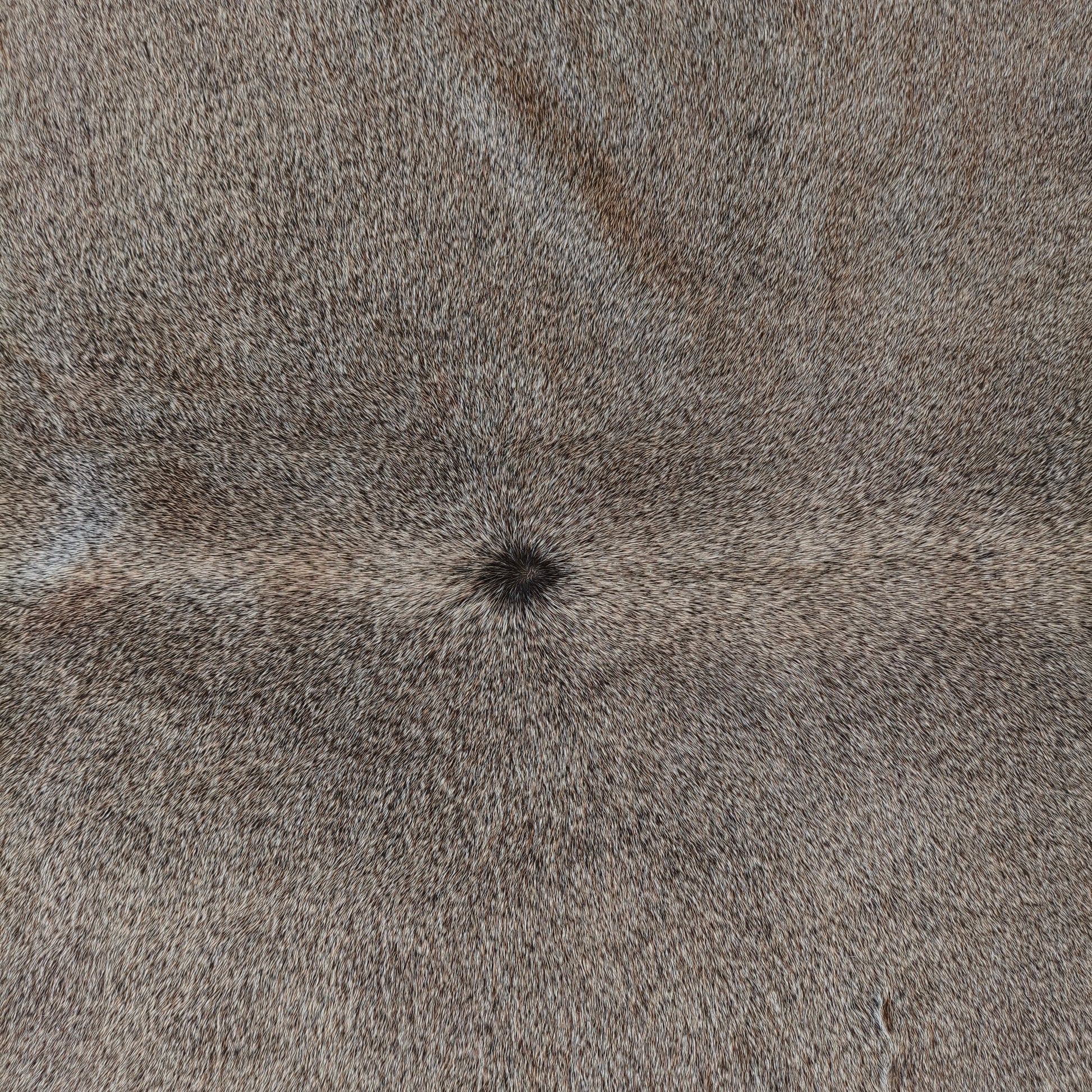 Tapete de couro de boi natural cinza pelo curto macio GR1057 — foto real 2