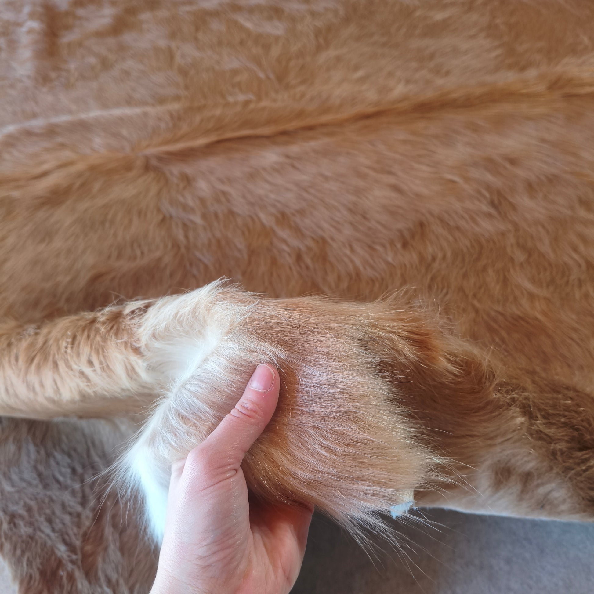Tapete de couro de boi bege e branco BE967 — foto real 3
