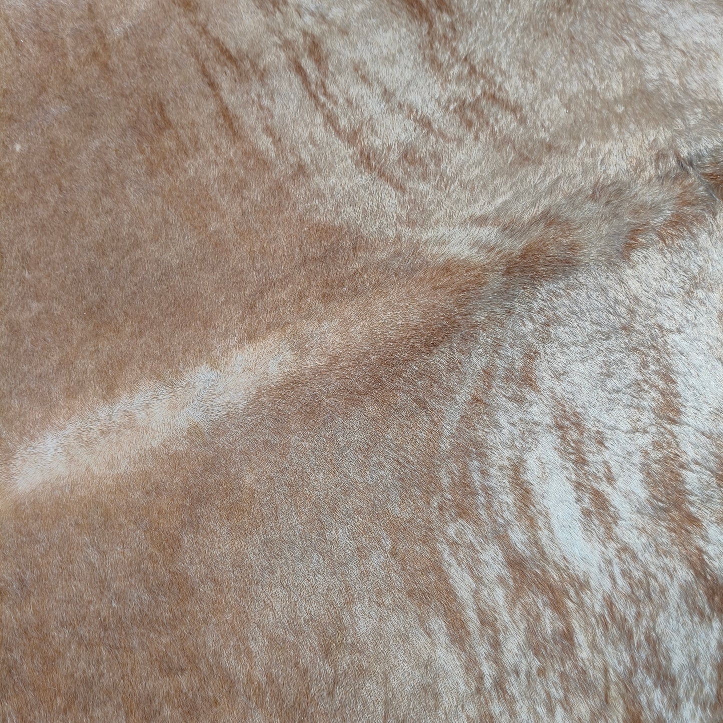Tapete de couro de boi bege escuro brilhoso BE997 — foto real 2