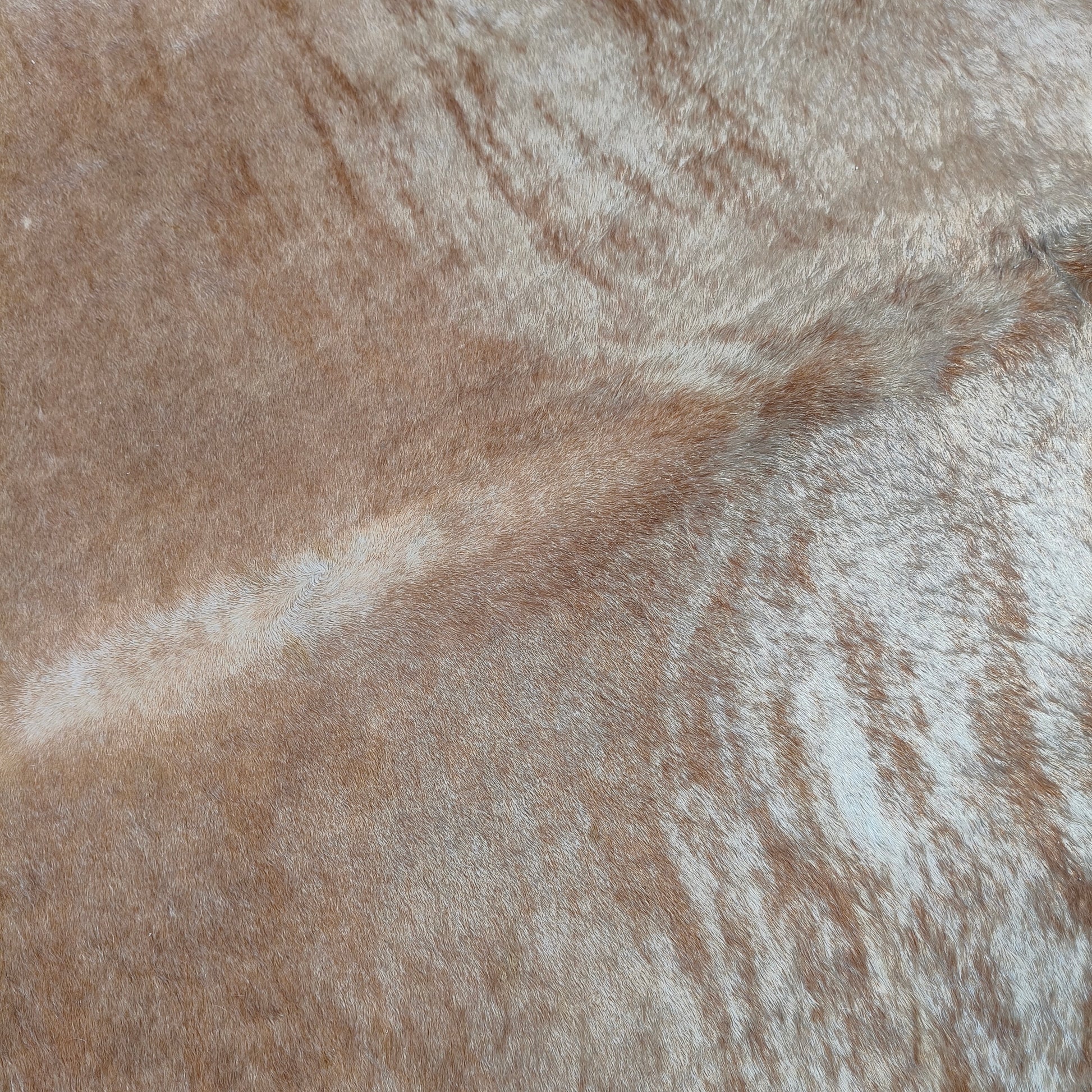 Tapete de couro de boi bege escuro brilhoso BE997 — foto real 2