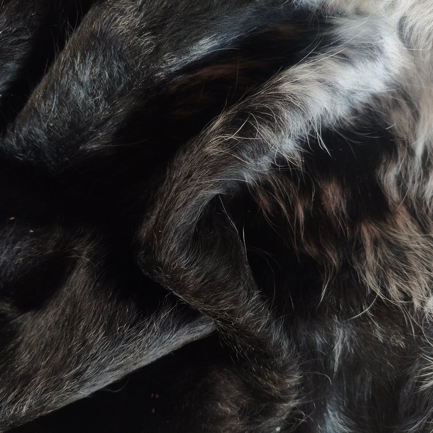 Tapete de couro de boi natural preto e branco pelo alto PB1045 — foto real 4