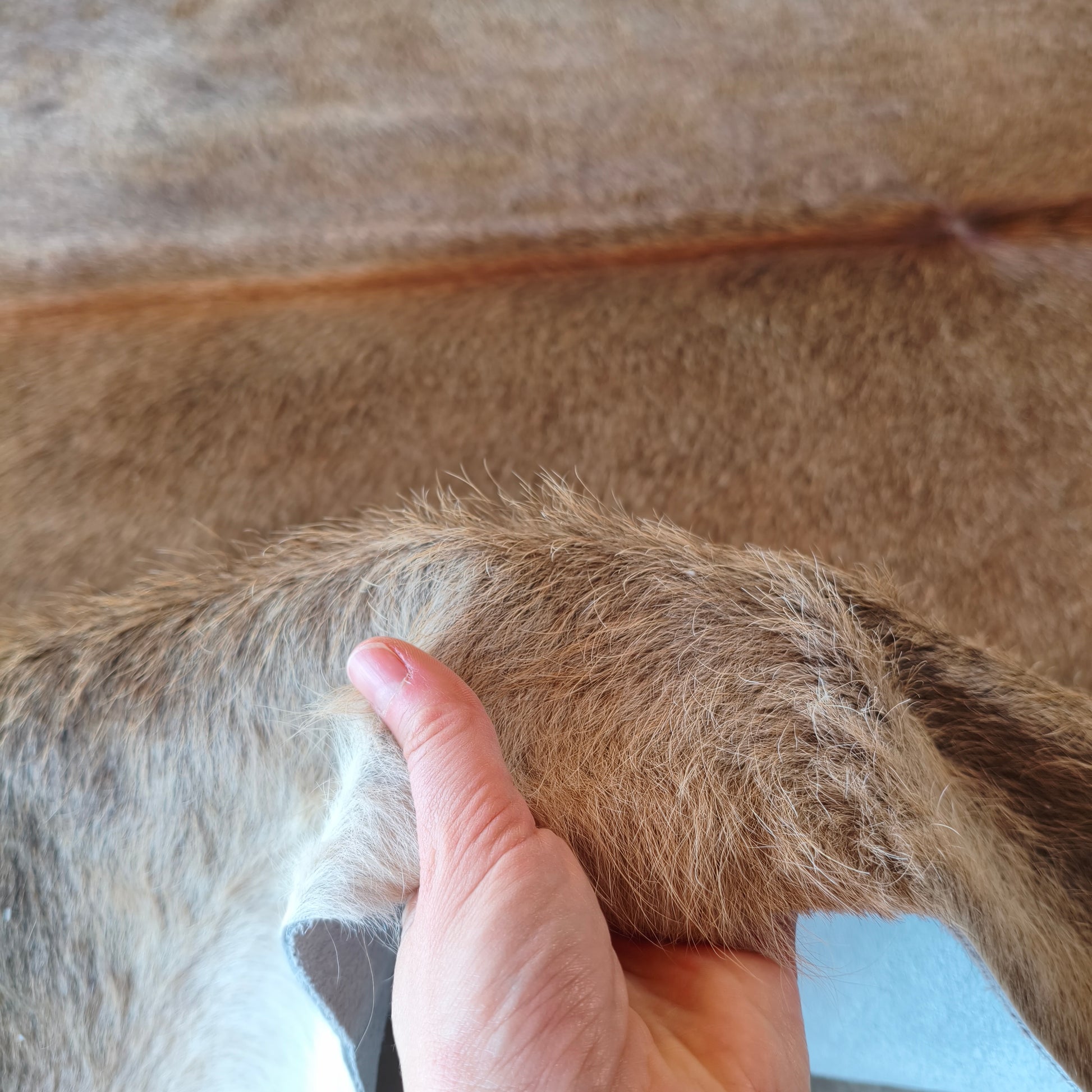 Tapete de couro de boi bege escuro e prero OSC1020 — foto real 3