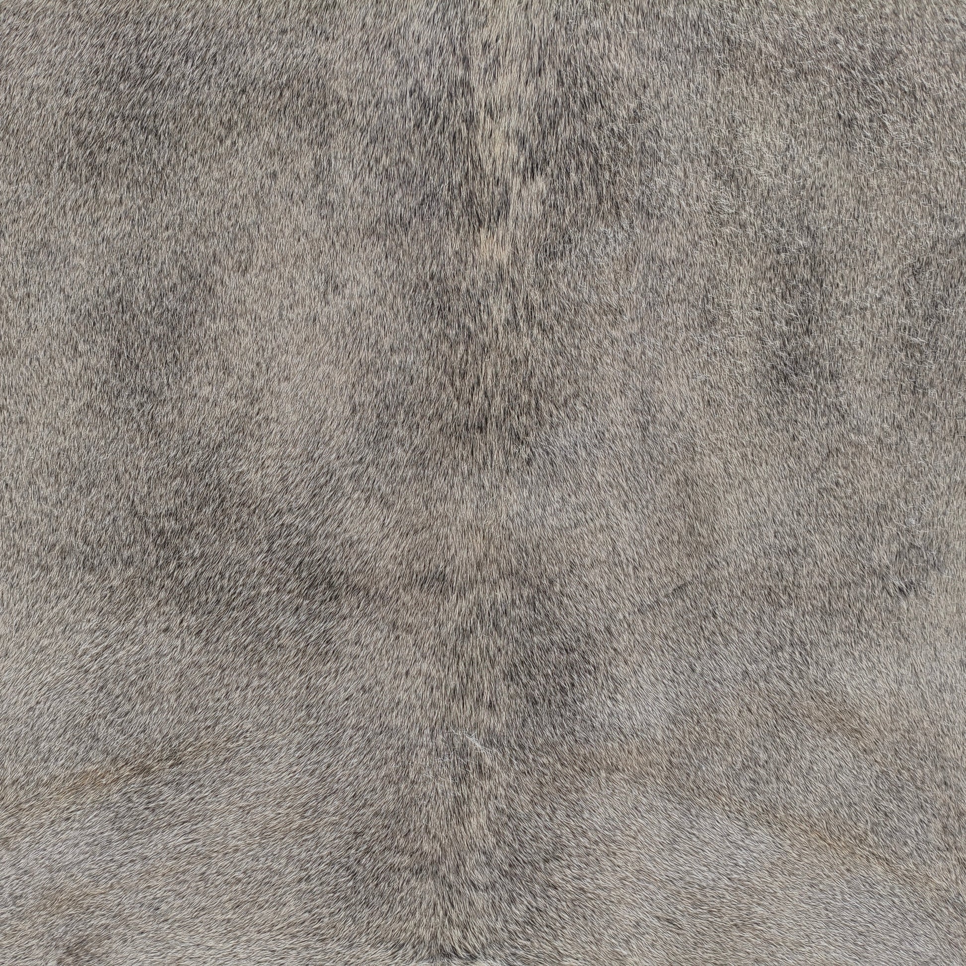 Tapete de couro de boi natural cinza e branco pelo curto macio GR1050 — foto real 2