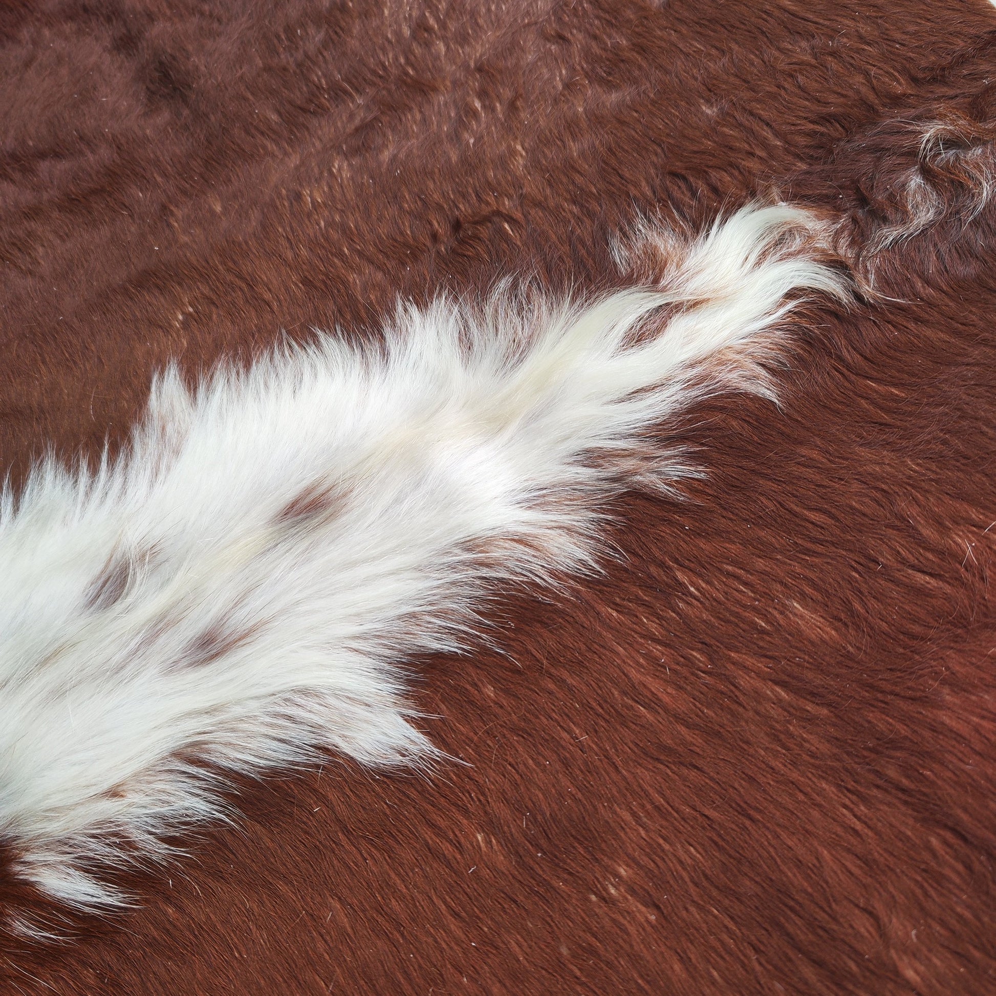 Fotografia de cima do tapete de vaca vermelho e branco